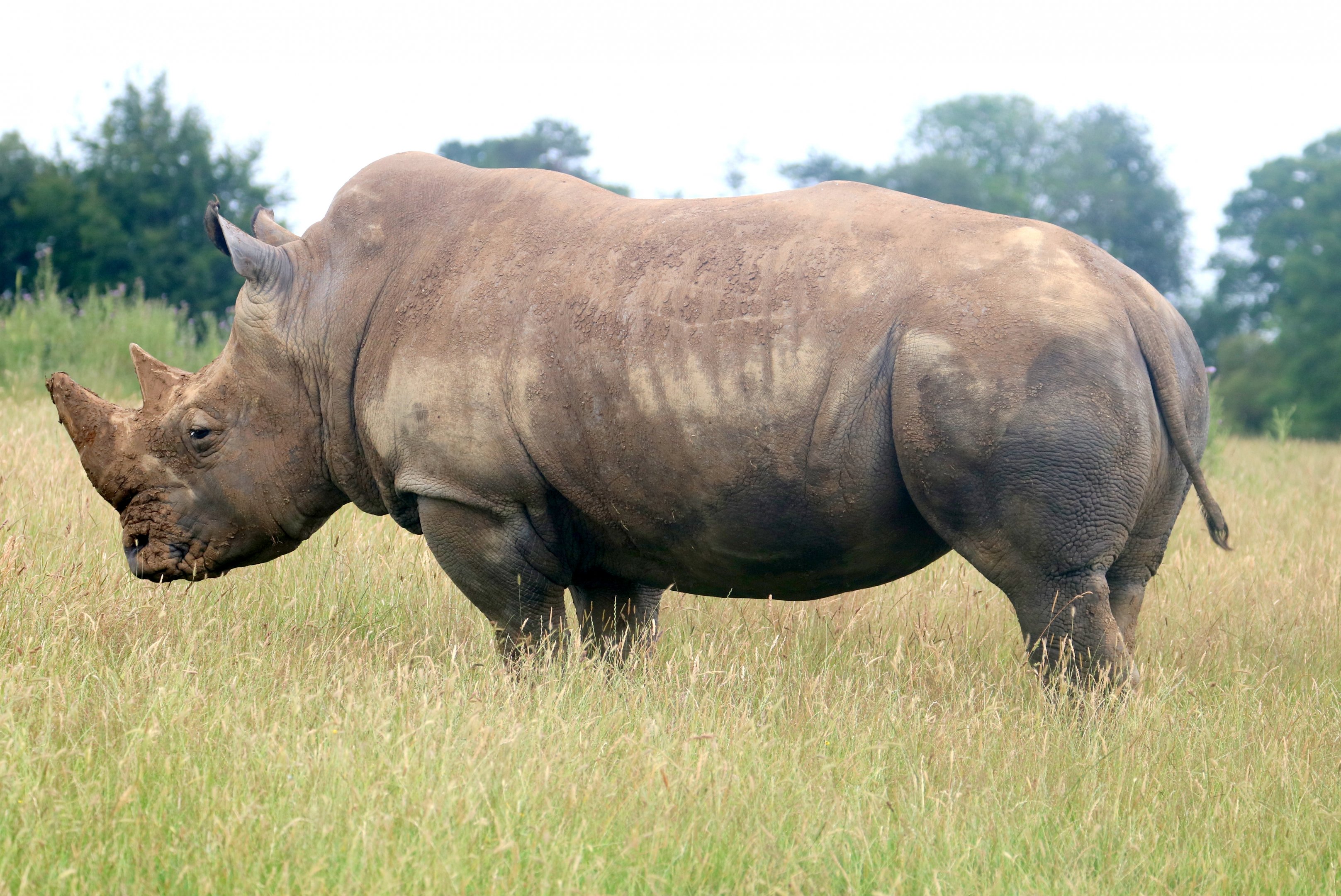 White rhinoceros; Whipsnade; 13th July 2019