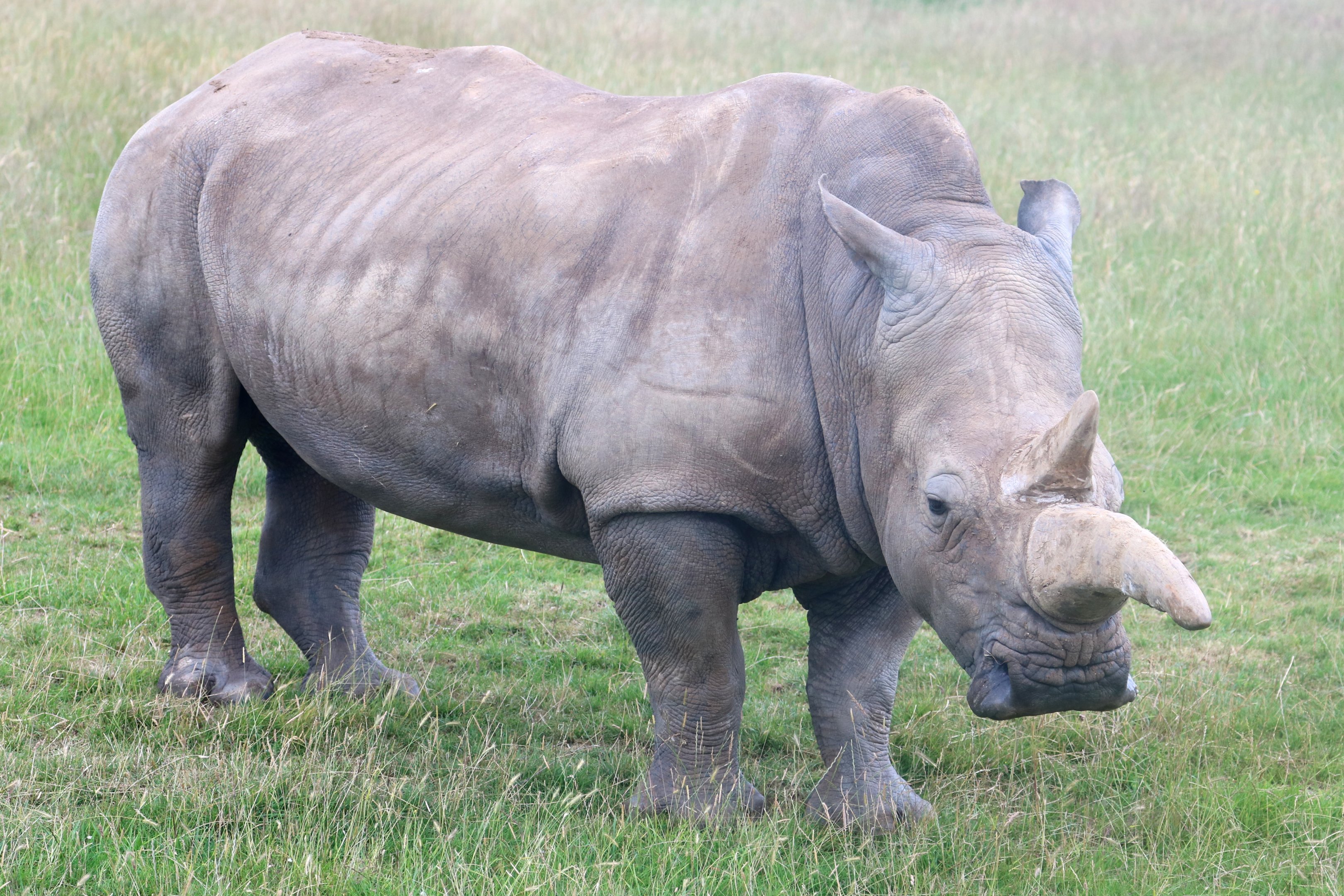 White rhinoceros; Whipsnade; 13th July 2019