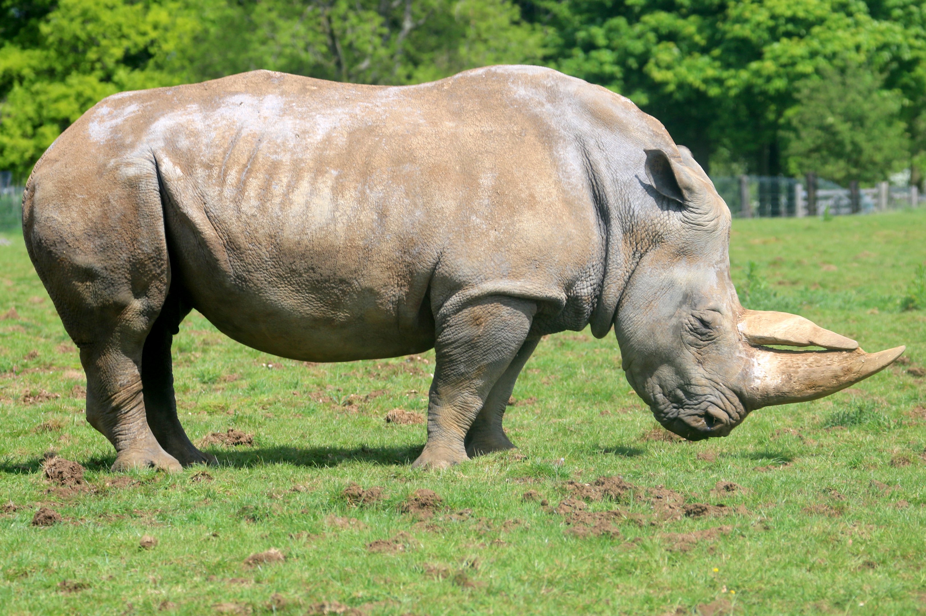 White rhinoceros; Whipsnade; 13th May 2022