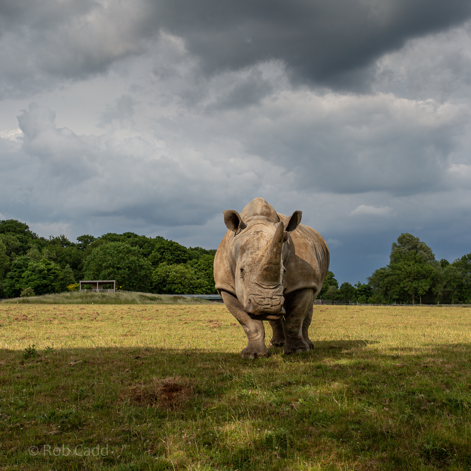 White rhinoceros : Whipsnade : 16 Jun 2020