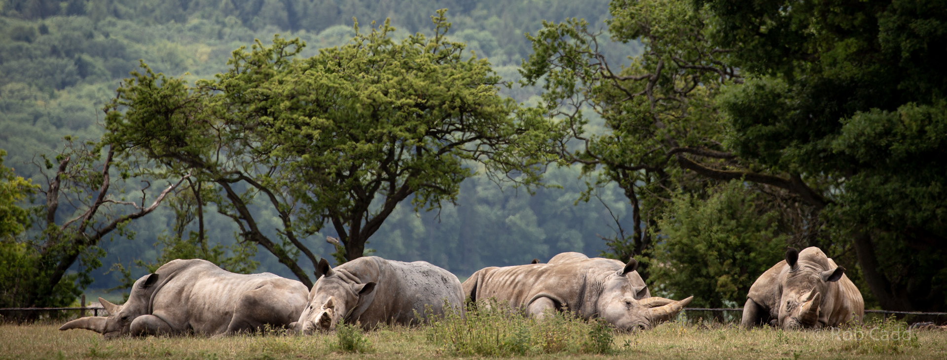 White rhinoceros : Whipsnade : 16 Jun 2020