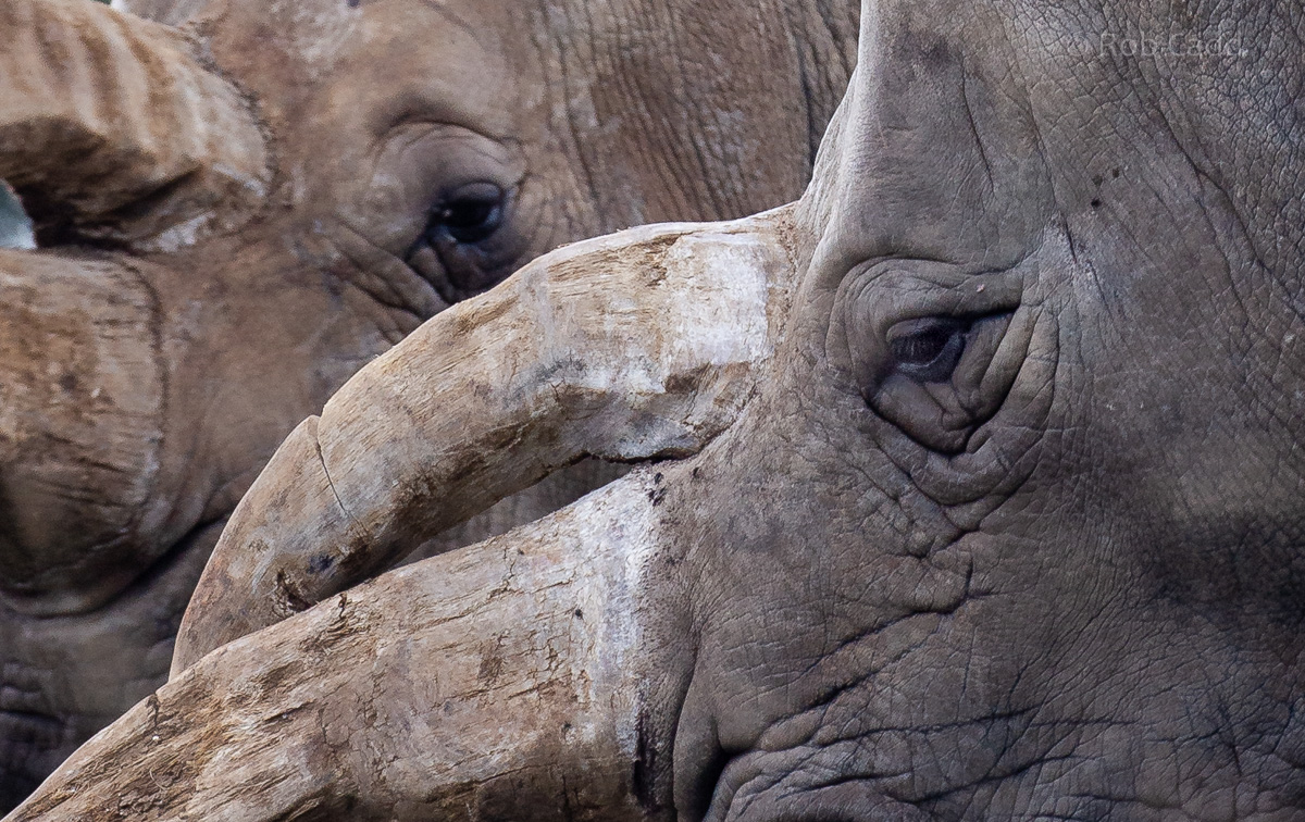 White rhinoceros : Whipsnade : 22 Sep 2019