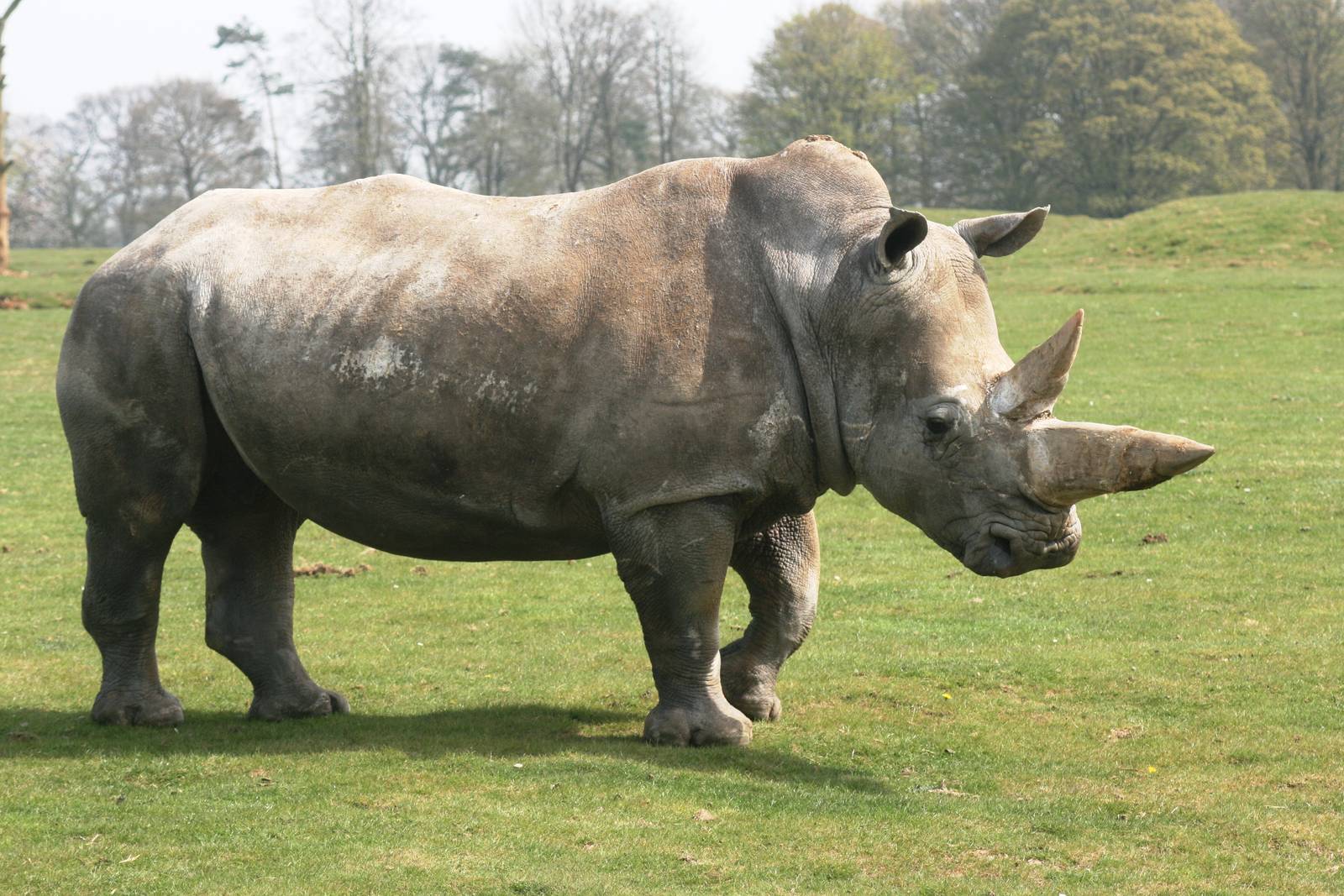 White rhinoceros; Whipsnade; 24th April 2010