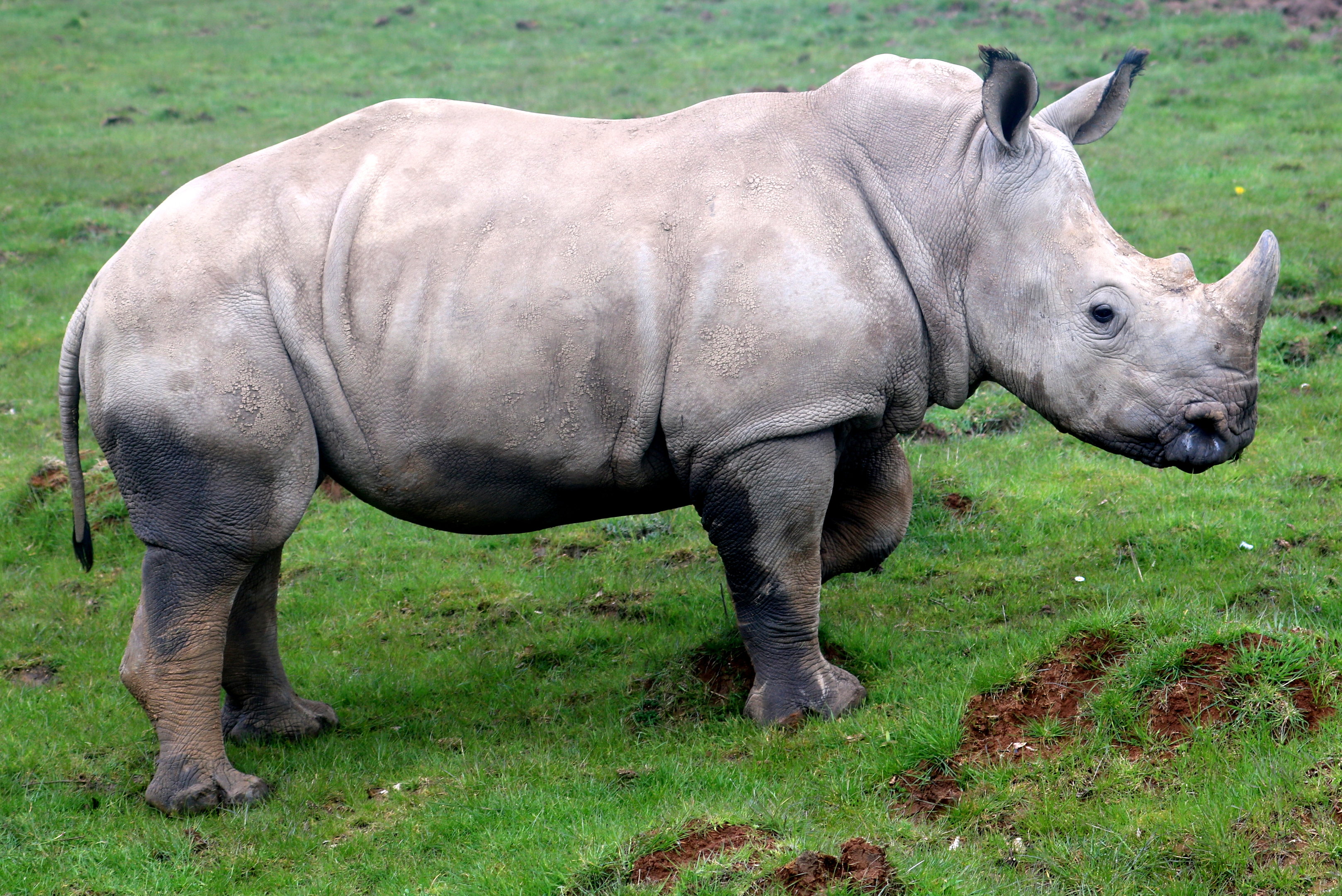 White rhinoceros; Whipsnade; 25th April 2023