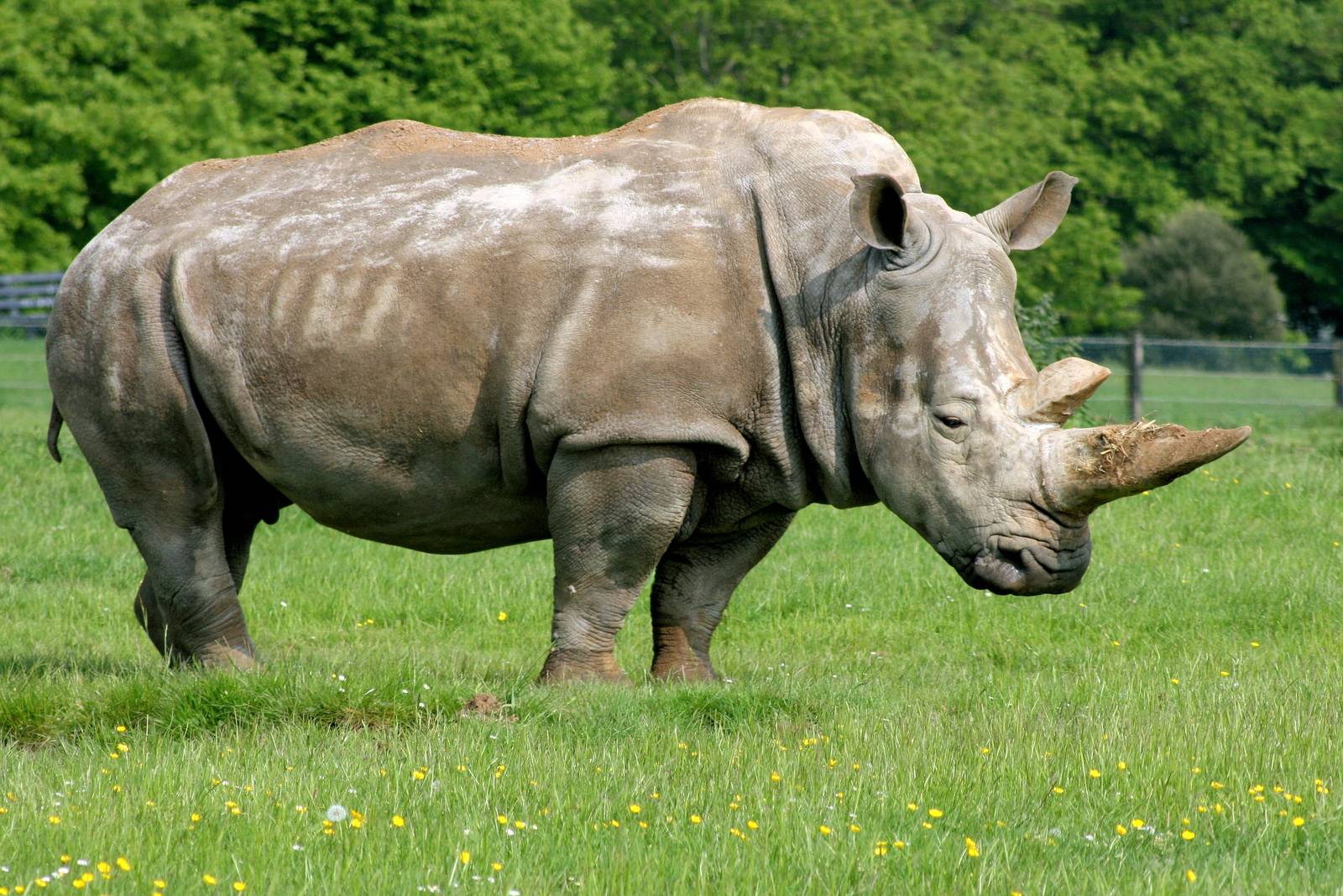 White rhinoceros; Whipsnade; 28th May 2016