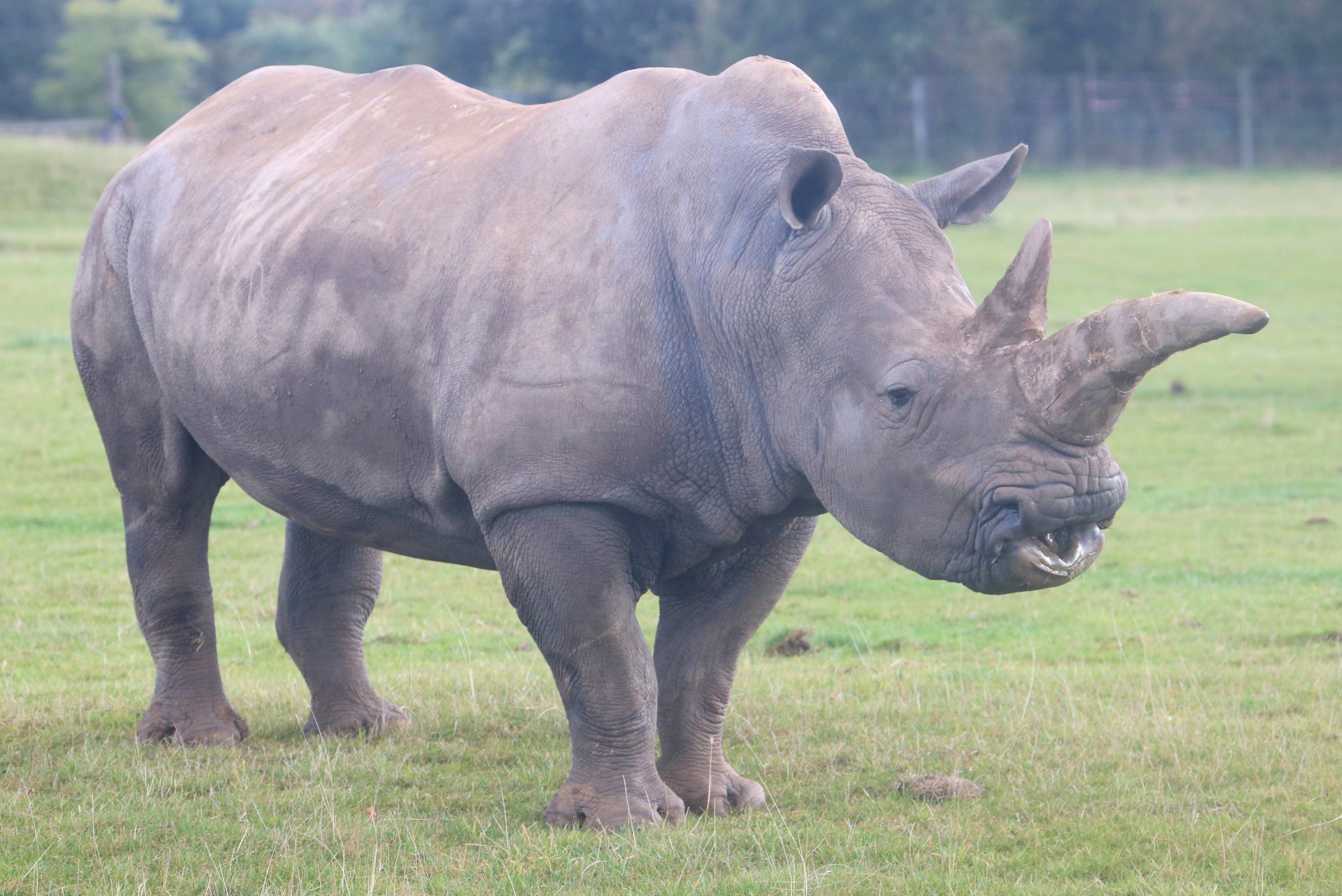White rhinoceros; Whipsnade; 2nd October 2019