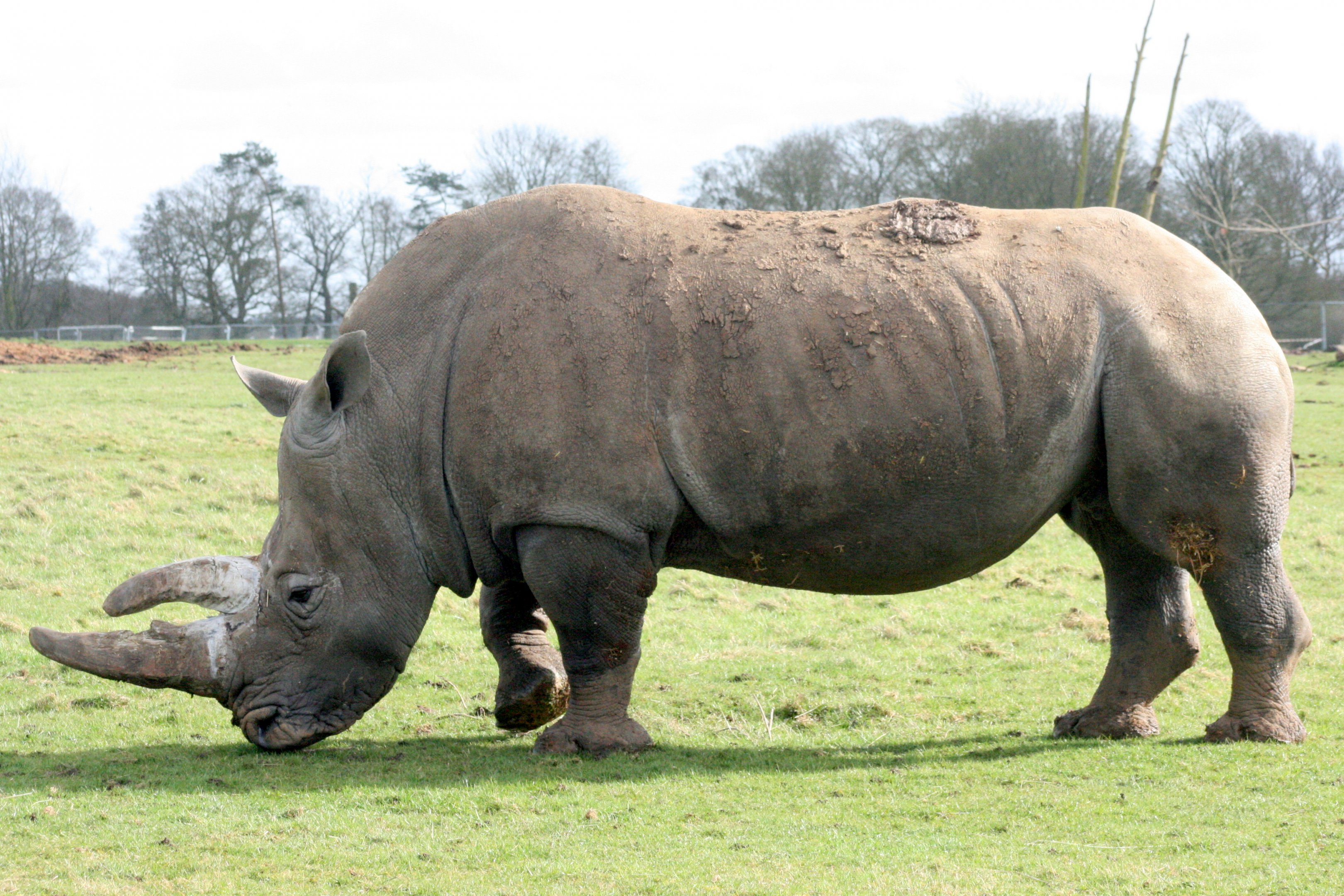 White Rhinoceros; Whipsnade; 4th March 2017