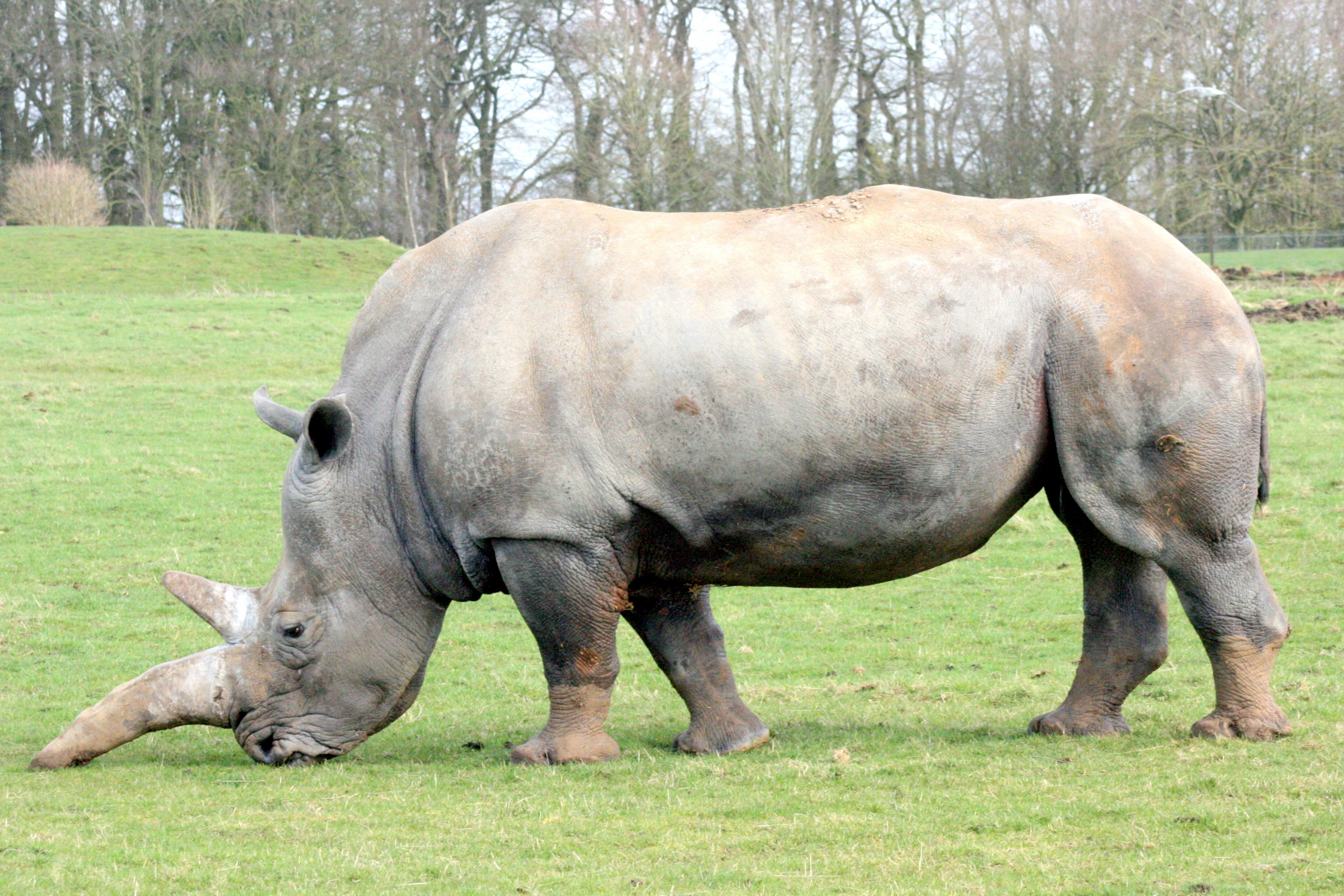 White Rhinoceros; Whipsnade; 4th March 2017