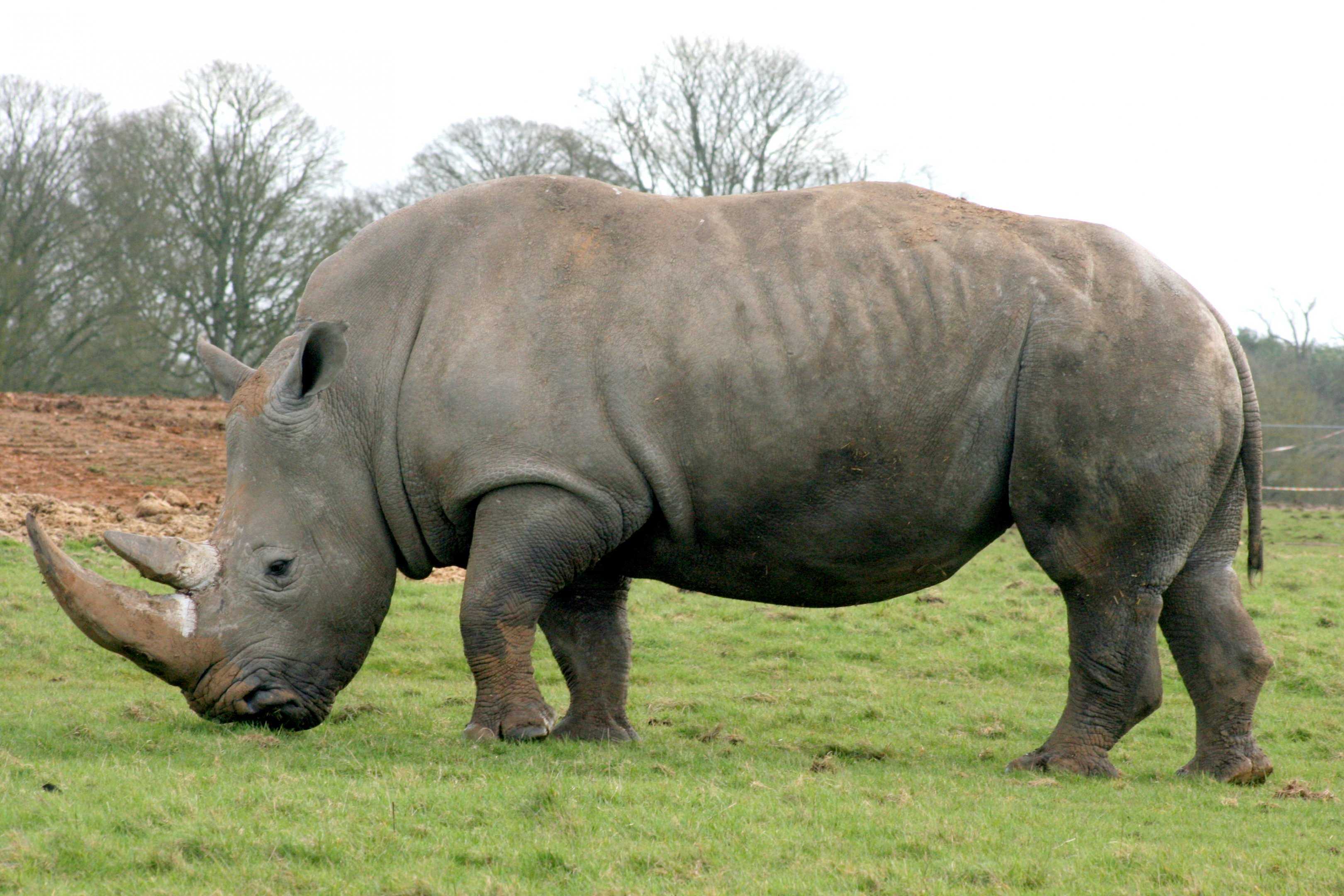 White Rhinoceros;  Whipsnade; 4th March 2017