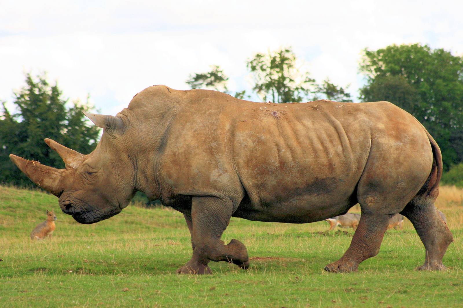 White Rhinoceros; Whipsnade; 7th September 2013