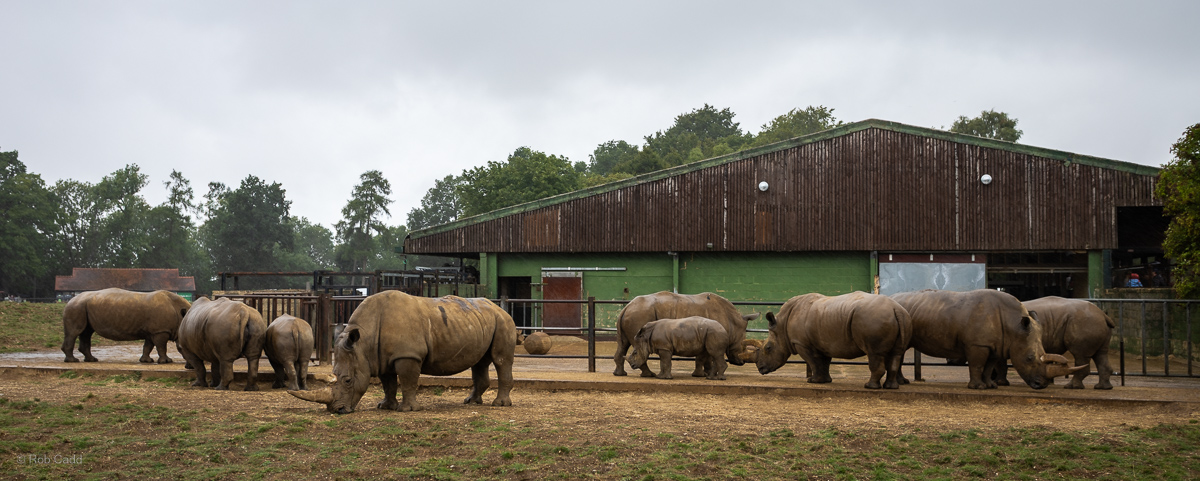White rhinoceros : Whipsnade Zoo : 03 Aug 2025