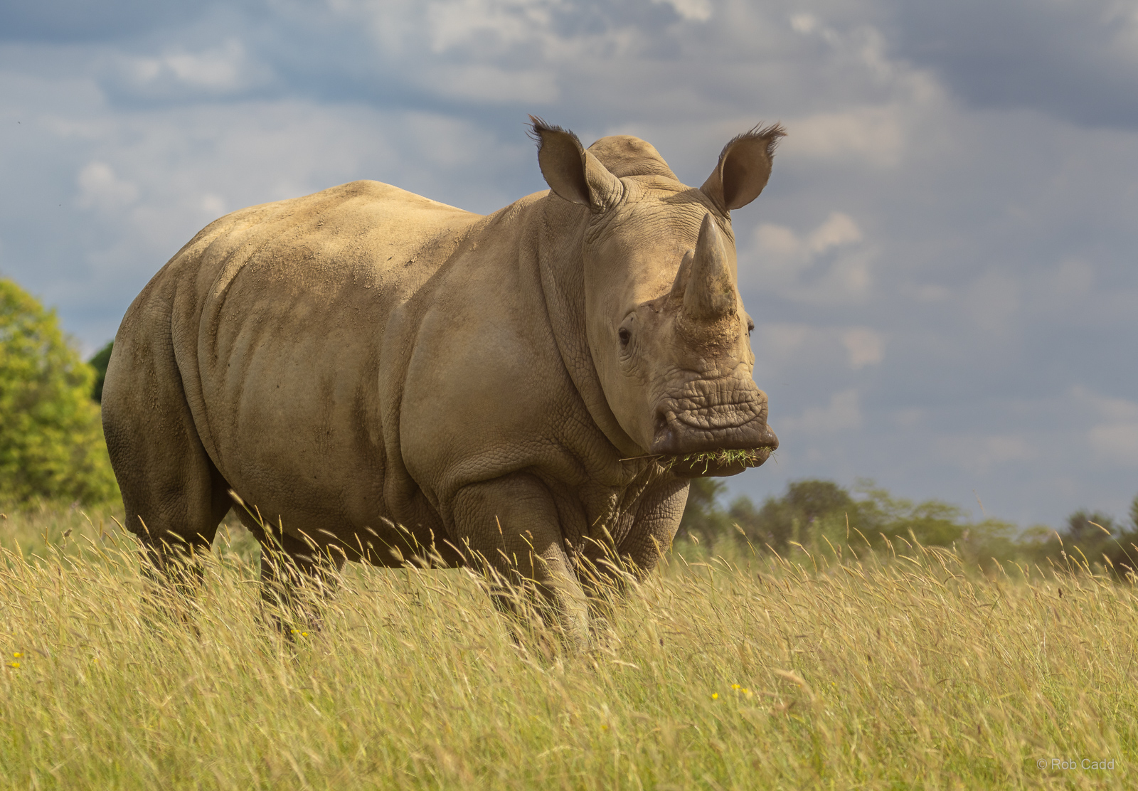 White rhinoceros : Whipsnade Zoo : 14 Jul 2024