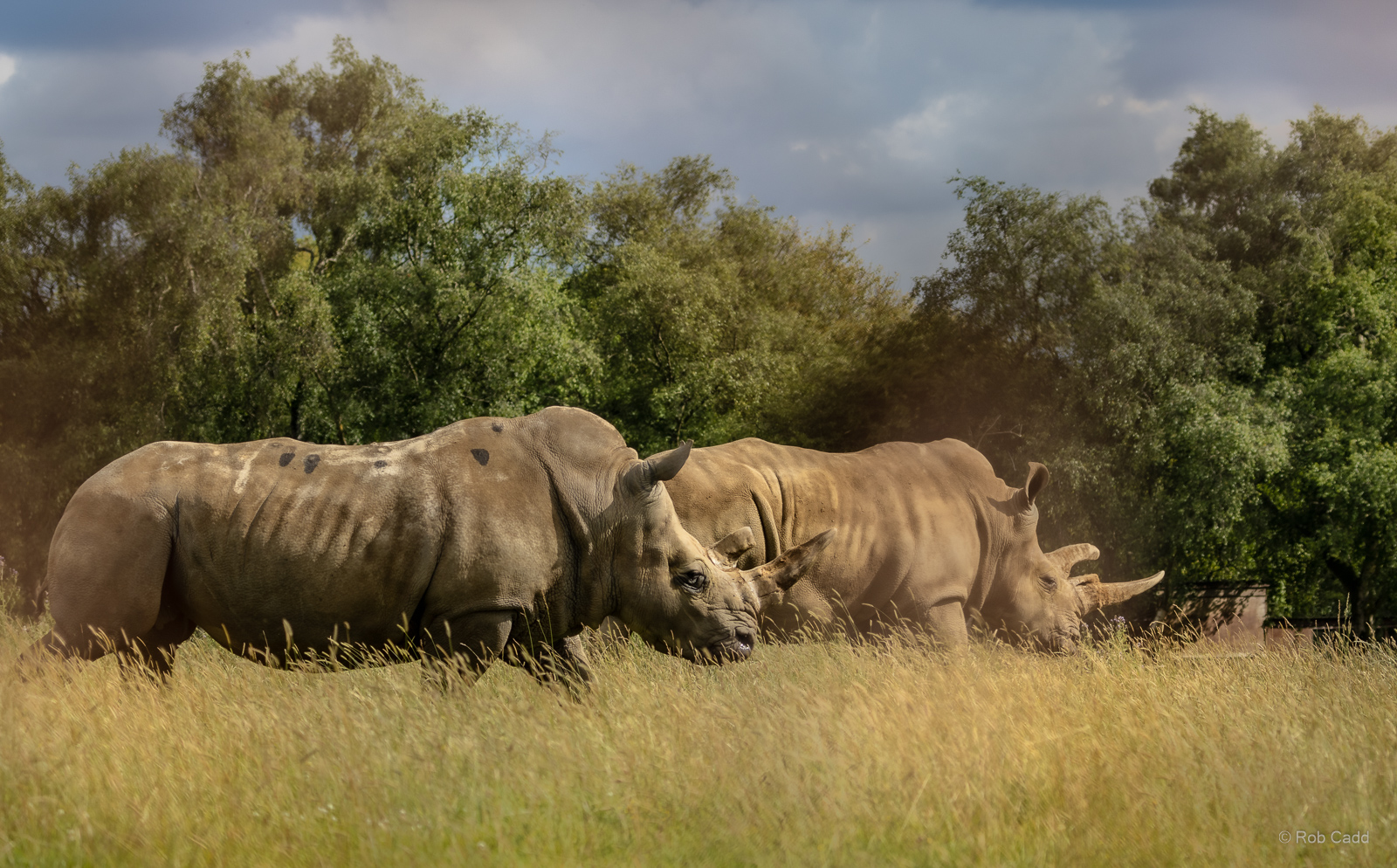 White rhinoceros : Whipsnade Zoo : 14 Jul 2024