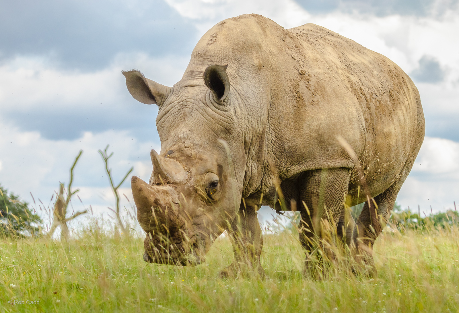 White rhinoceros : Whipsnade Zoo : 14 Jul 2024