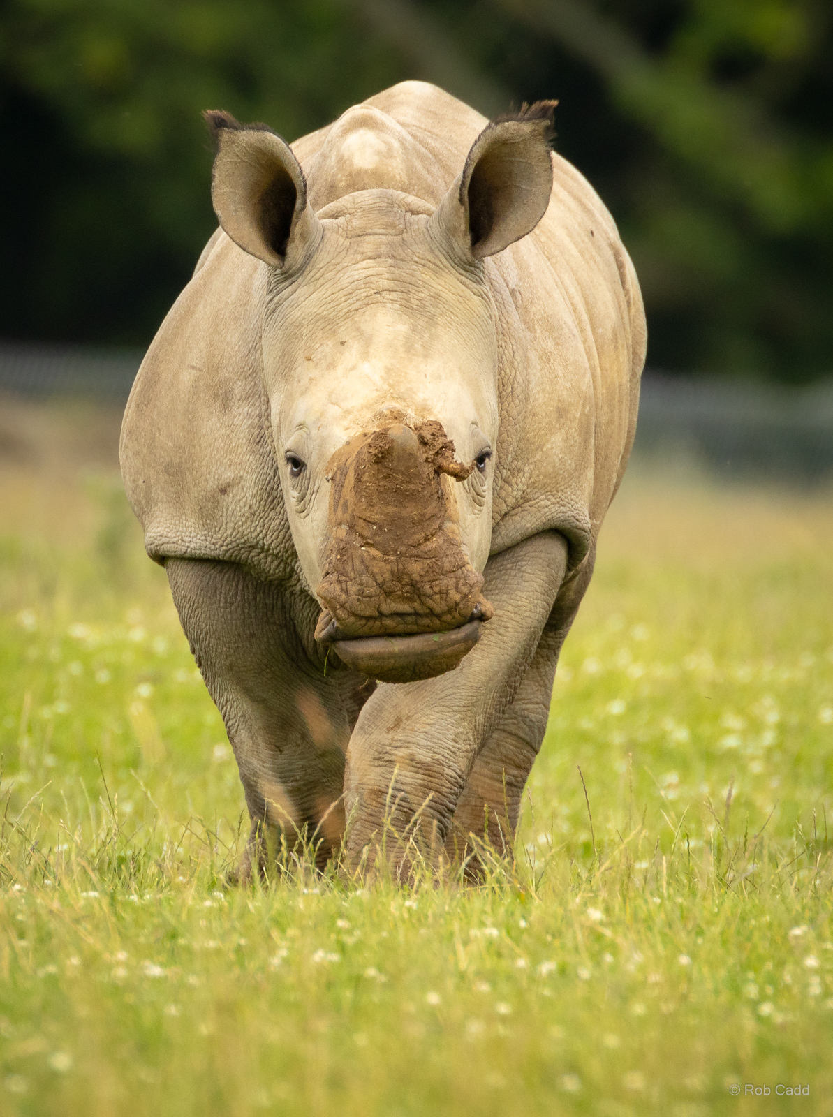 White rhinoceros : Whipsnade Zoo : 14 Jul 2024