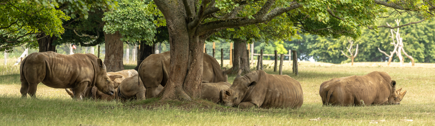 White rhinoceros : Whipsnade Zoo : 29 Jun 2025