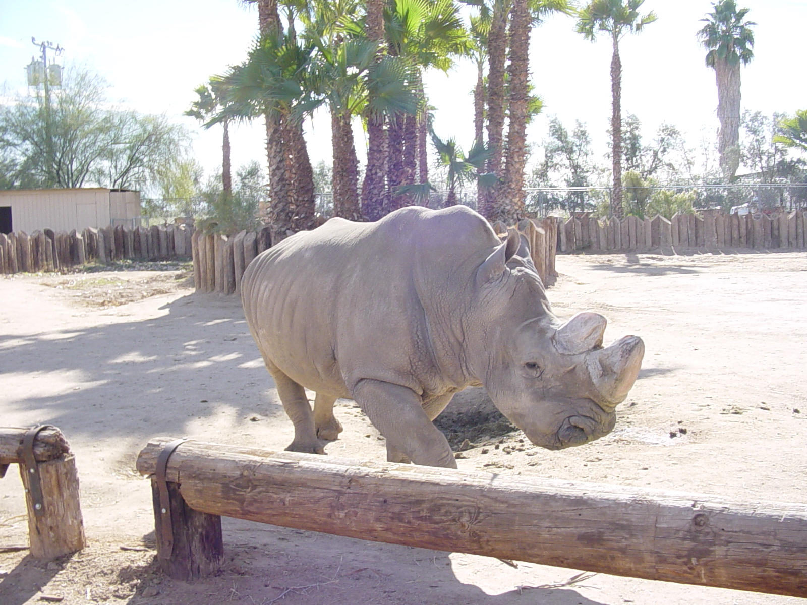White Rhinoceros - Wildlife World Zoo