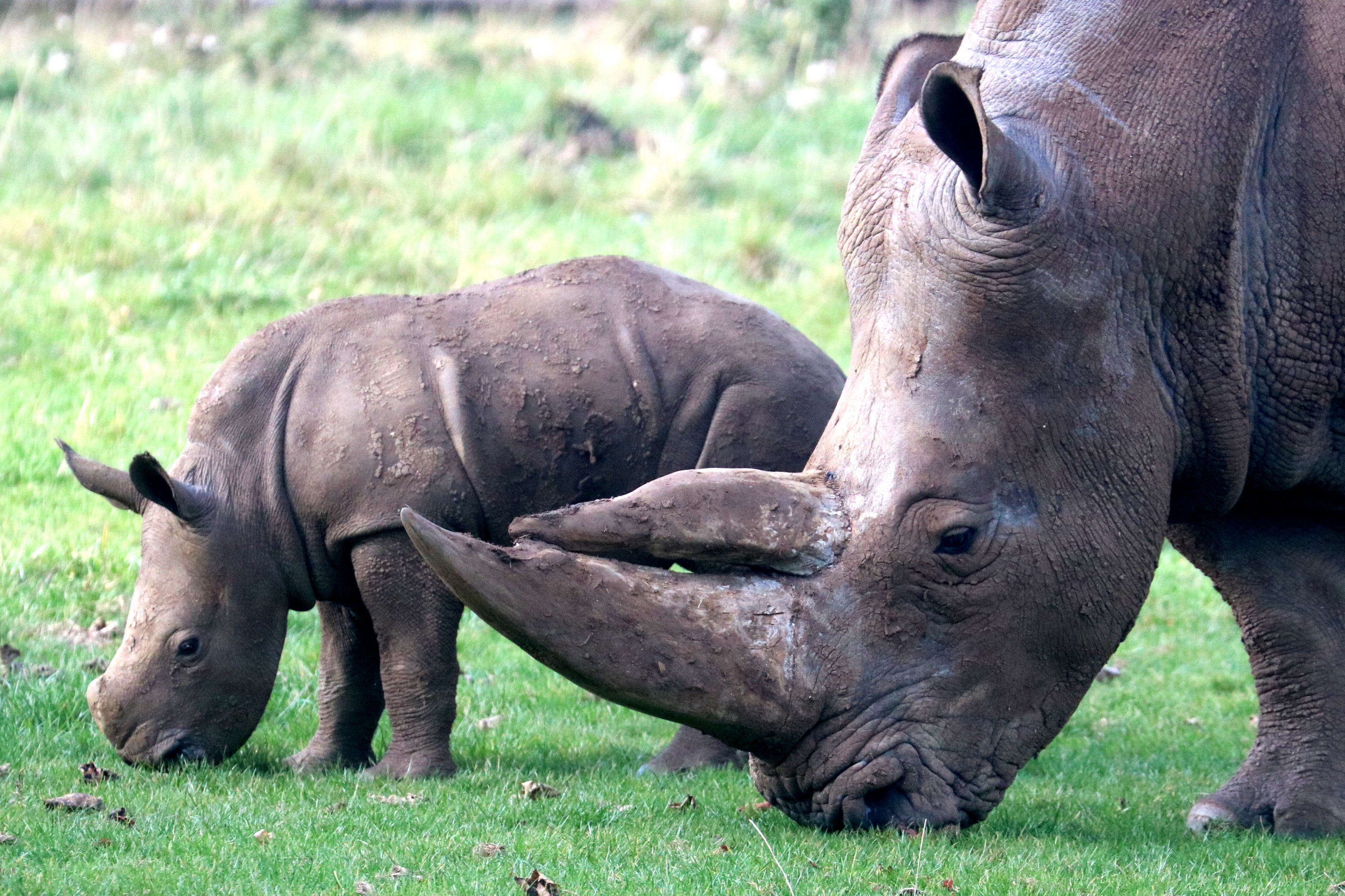 White rhinoceros with calf; Whipsnade; 16th October 2021