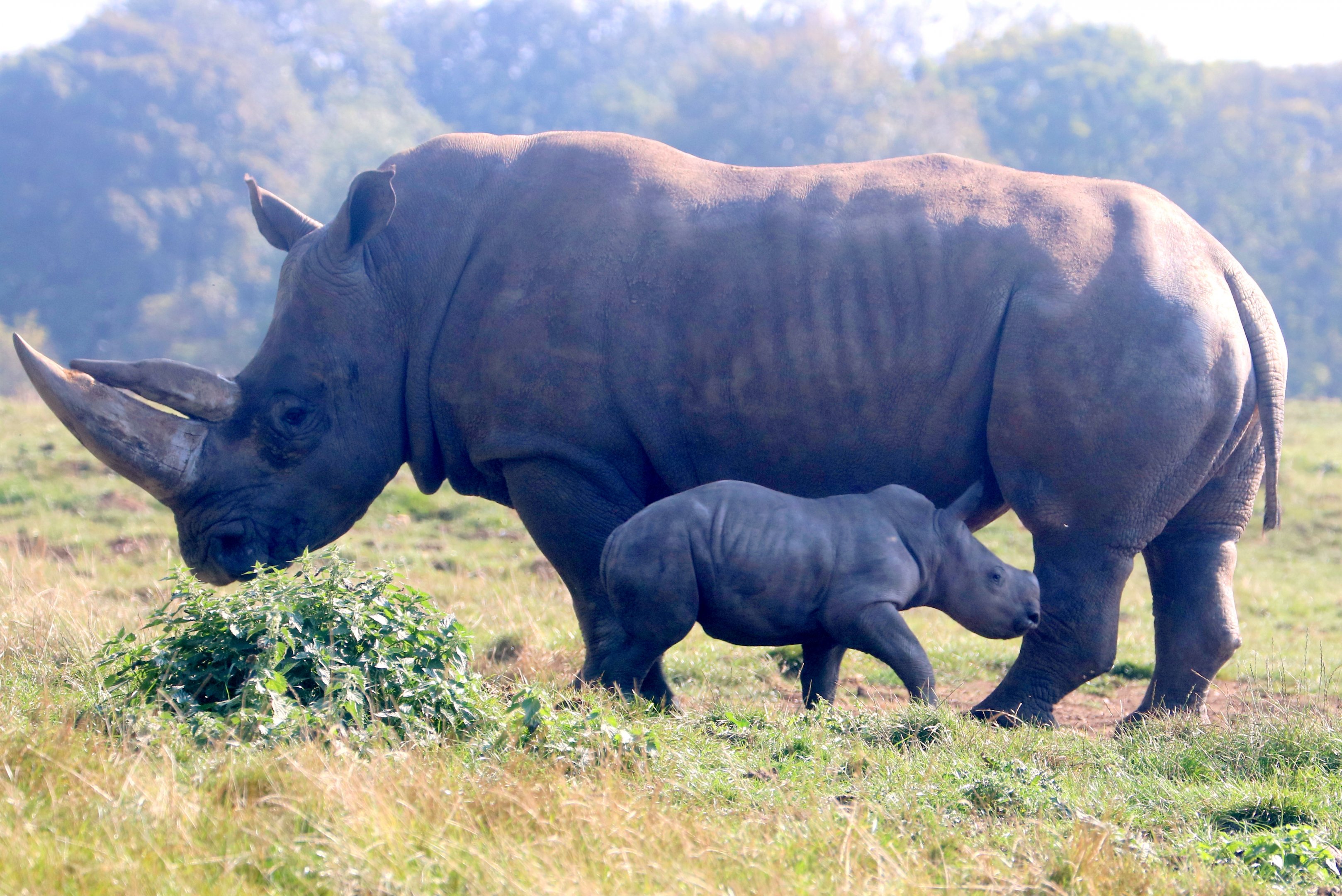 White rhinoceros with calf; Whipsnade; 22nd September 2021