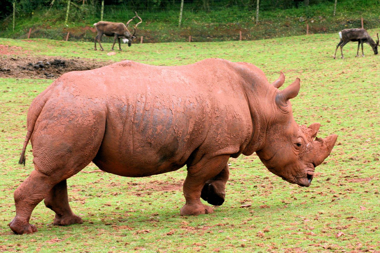White rhinoceros with reindeer; South Lakes; 27th July 2014