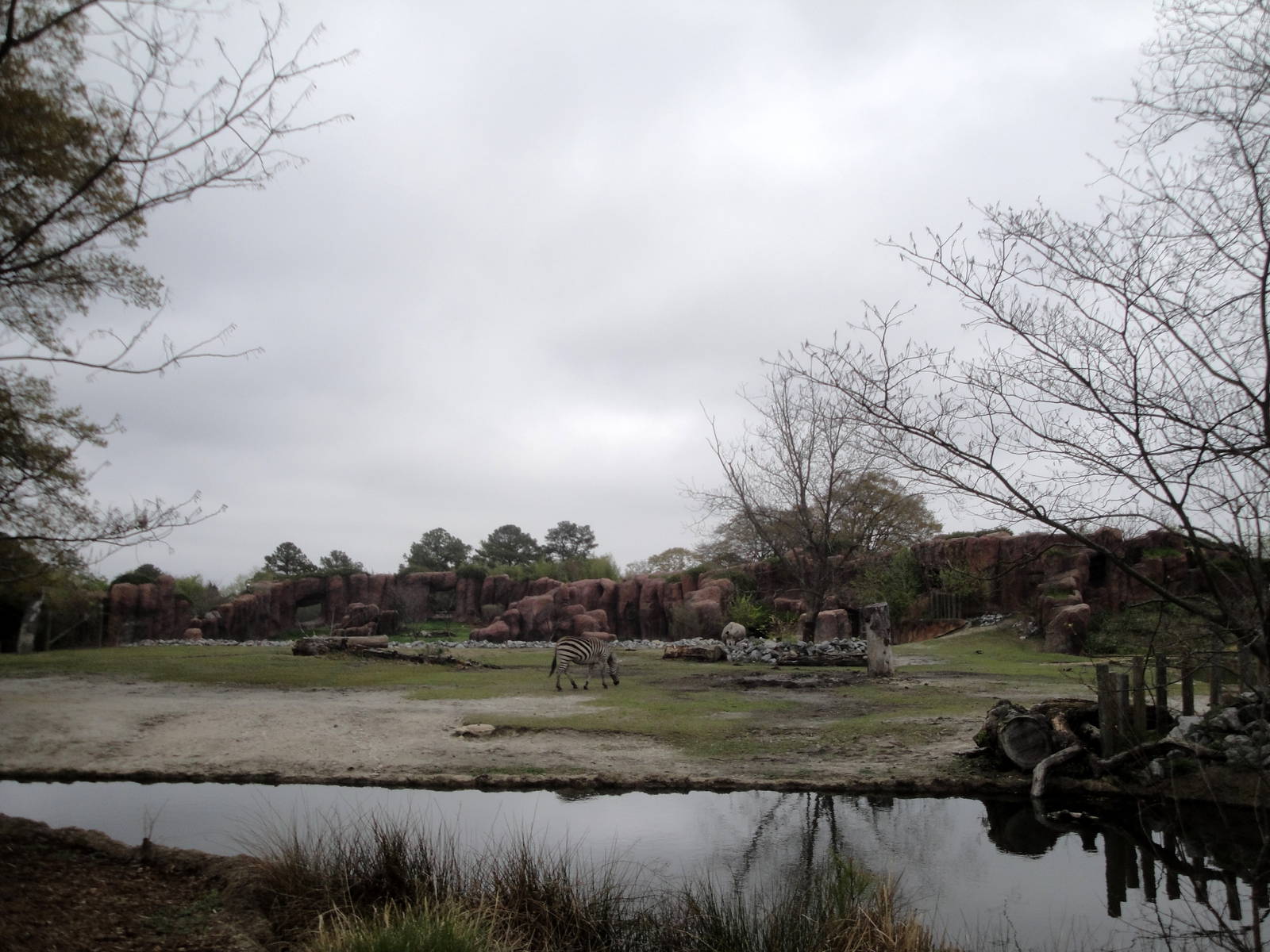 White Rhinoceros/Zebra Exhibit