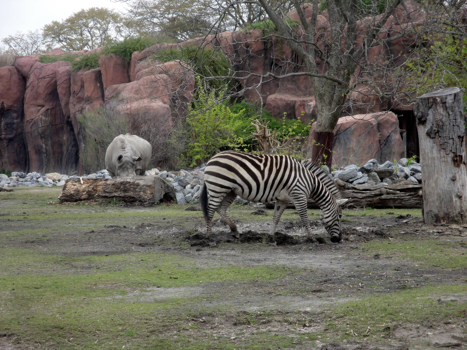 White Rhinoceros/Zebra Exhibit