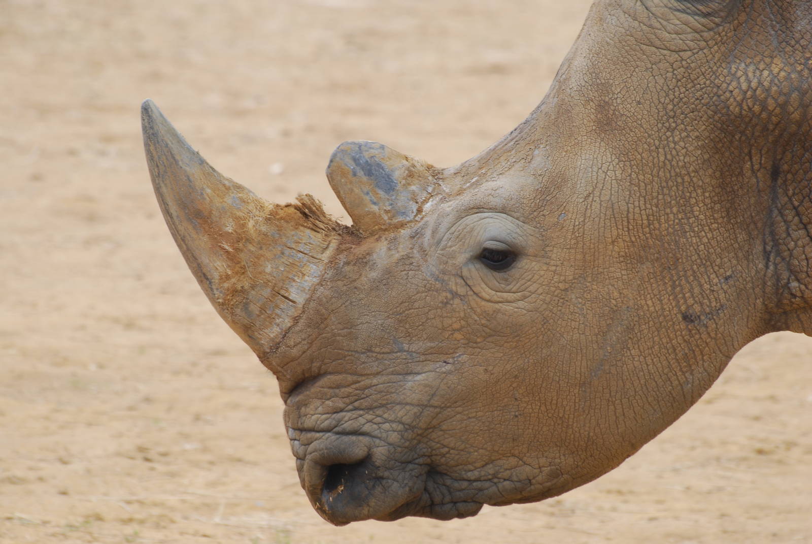 White rhinoceros