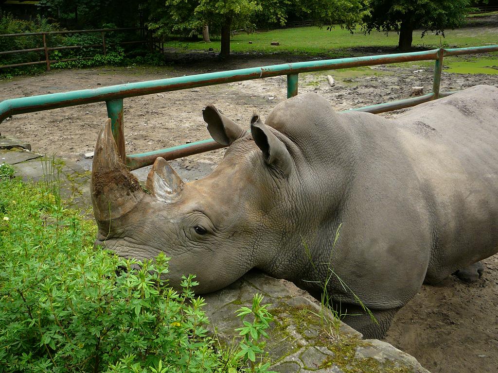White Rhinoceros