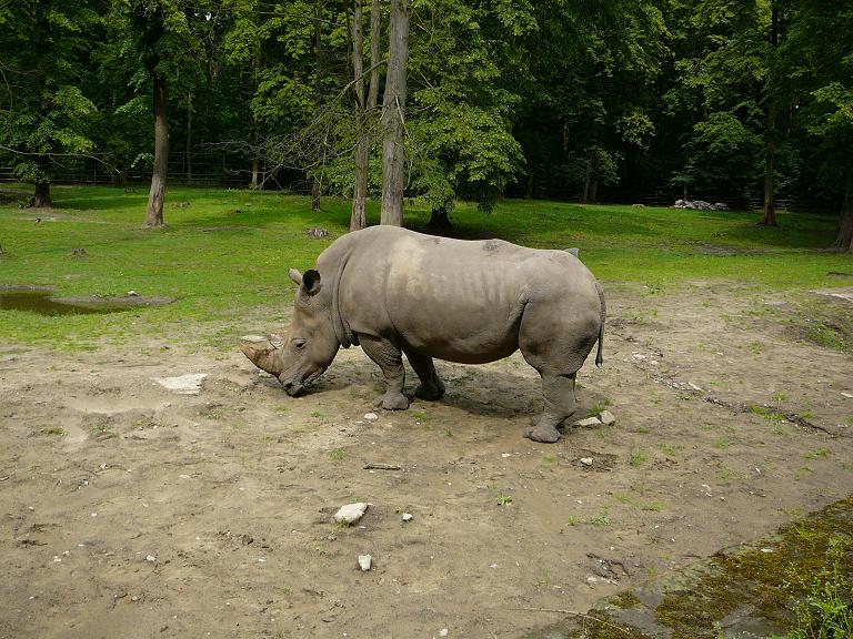 White Rhinoceros