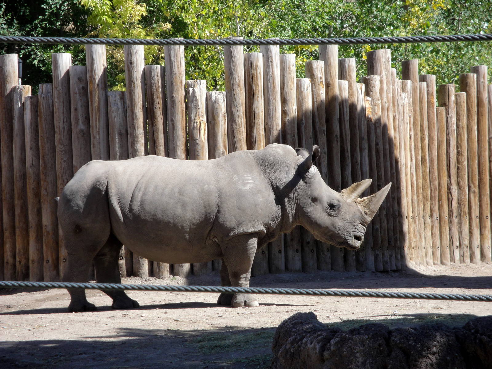 White Rhinoceros