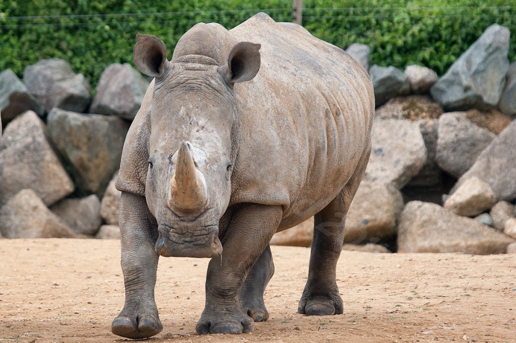 White Rhinoceros