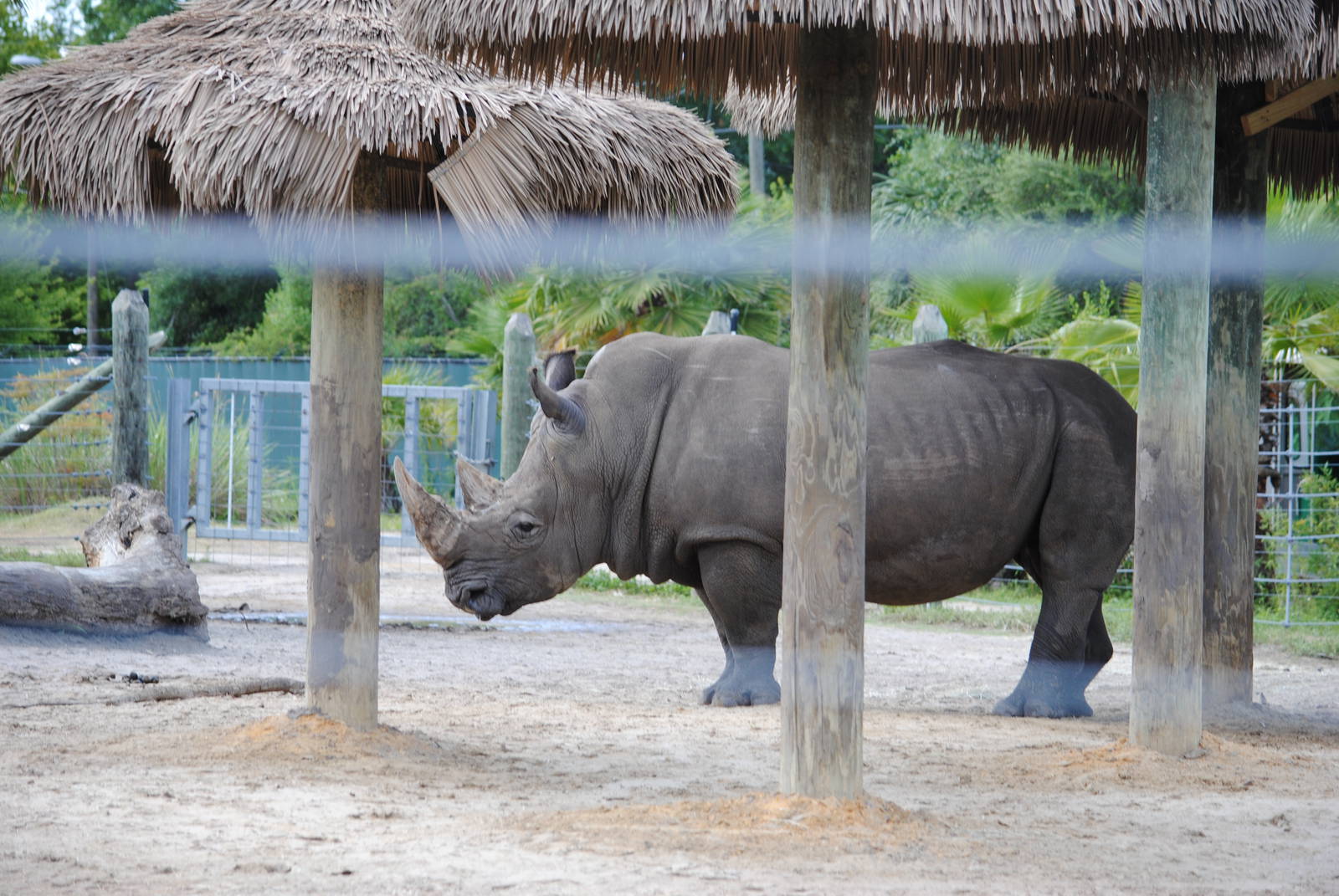 White Rhinoceros