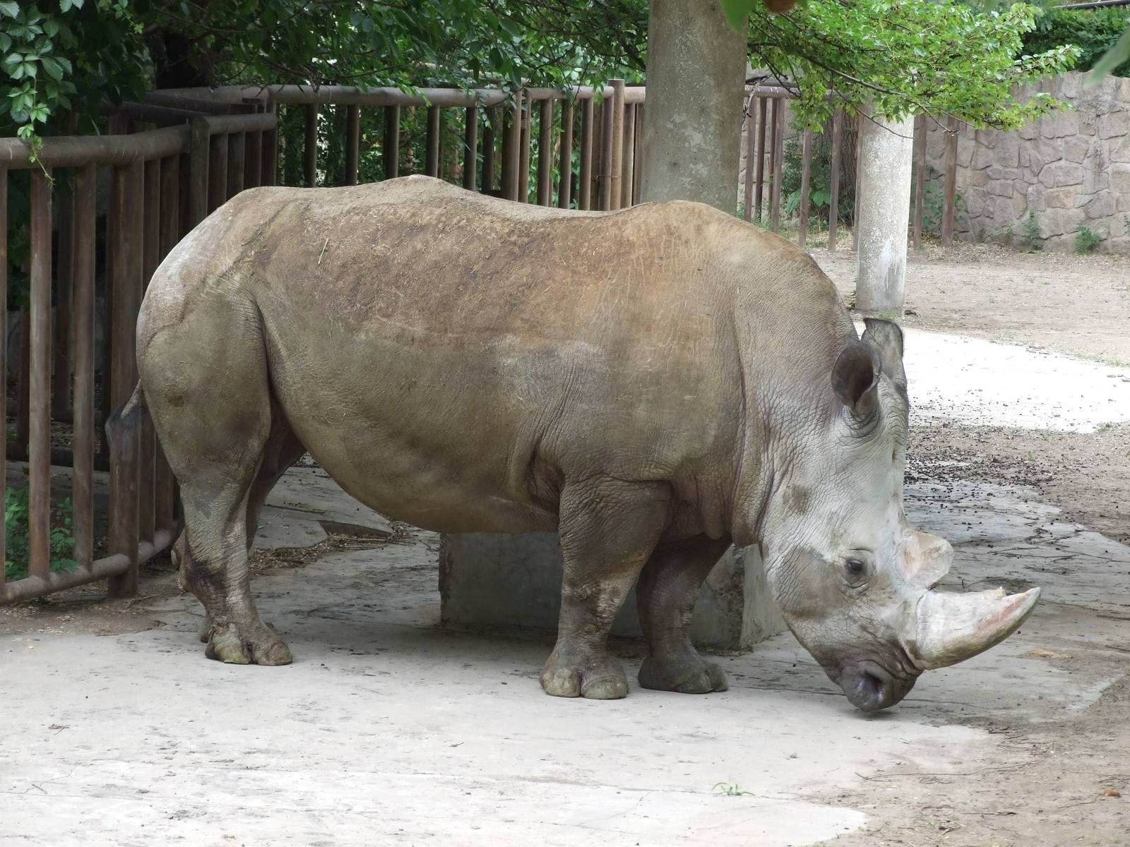 White rhinoceros