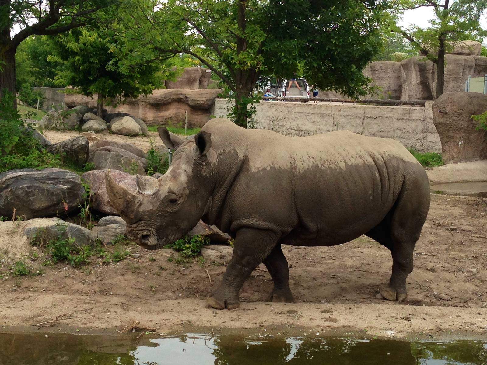 White Rhinoceros