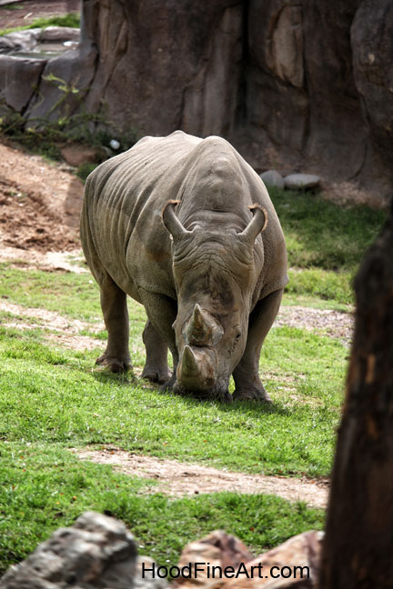 white rhinoceros