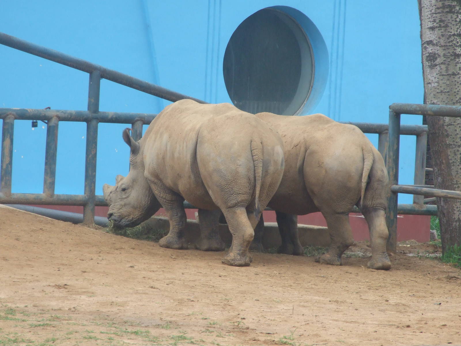 white rhinoceros