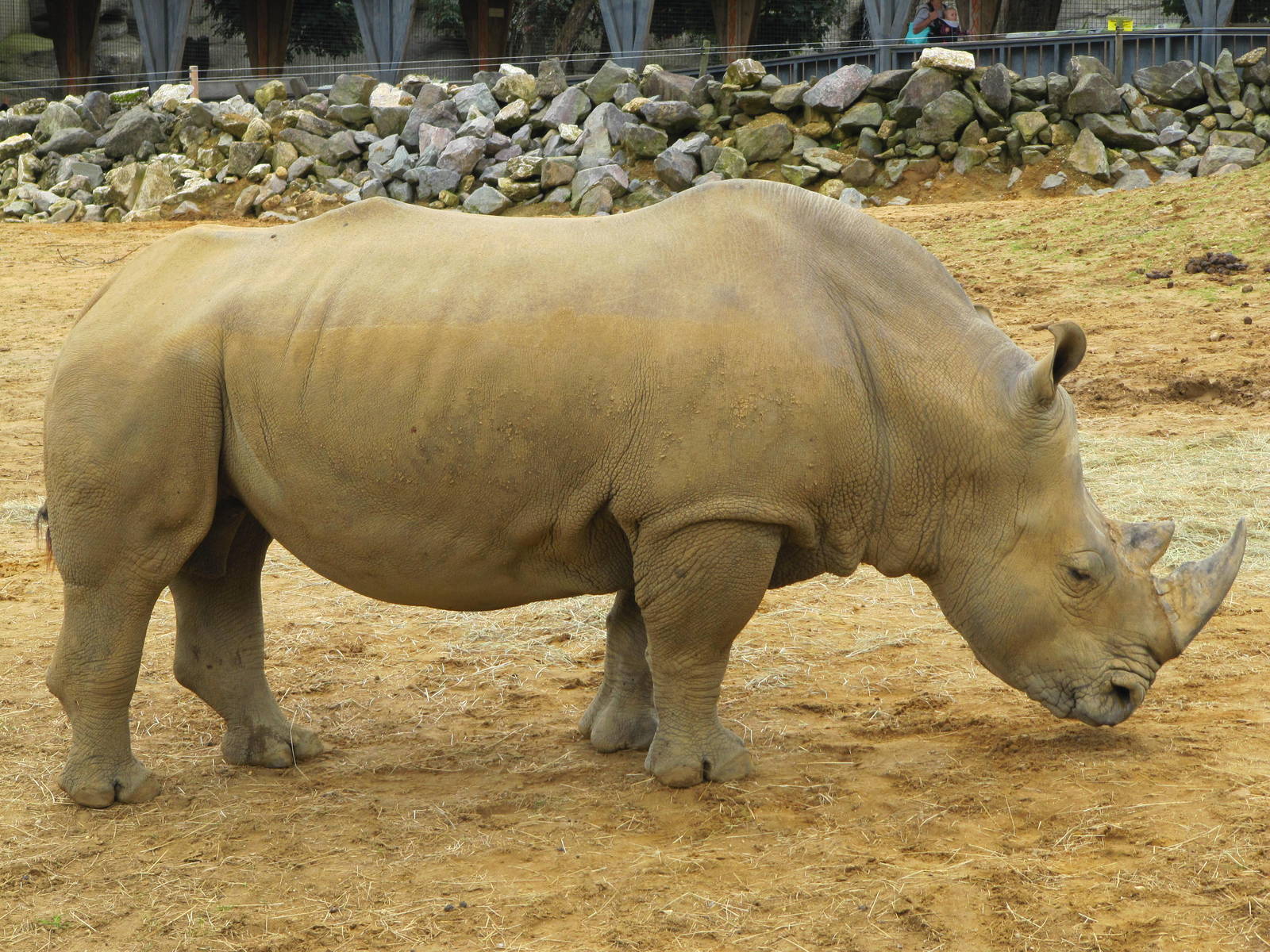 White Rhinoceros