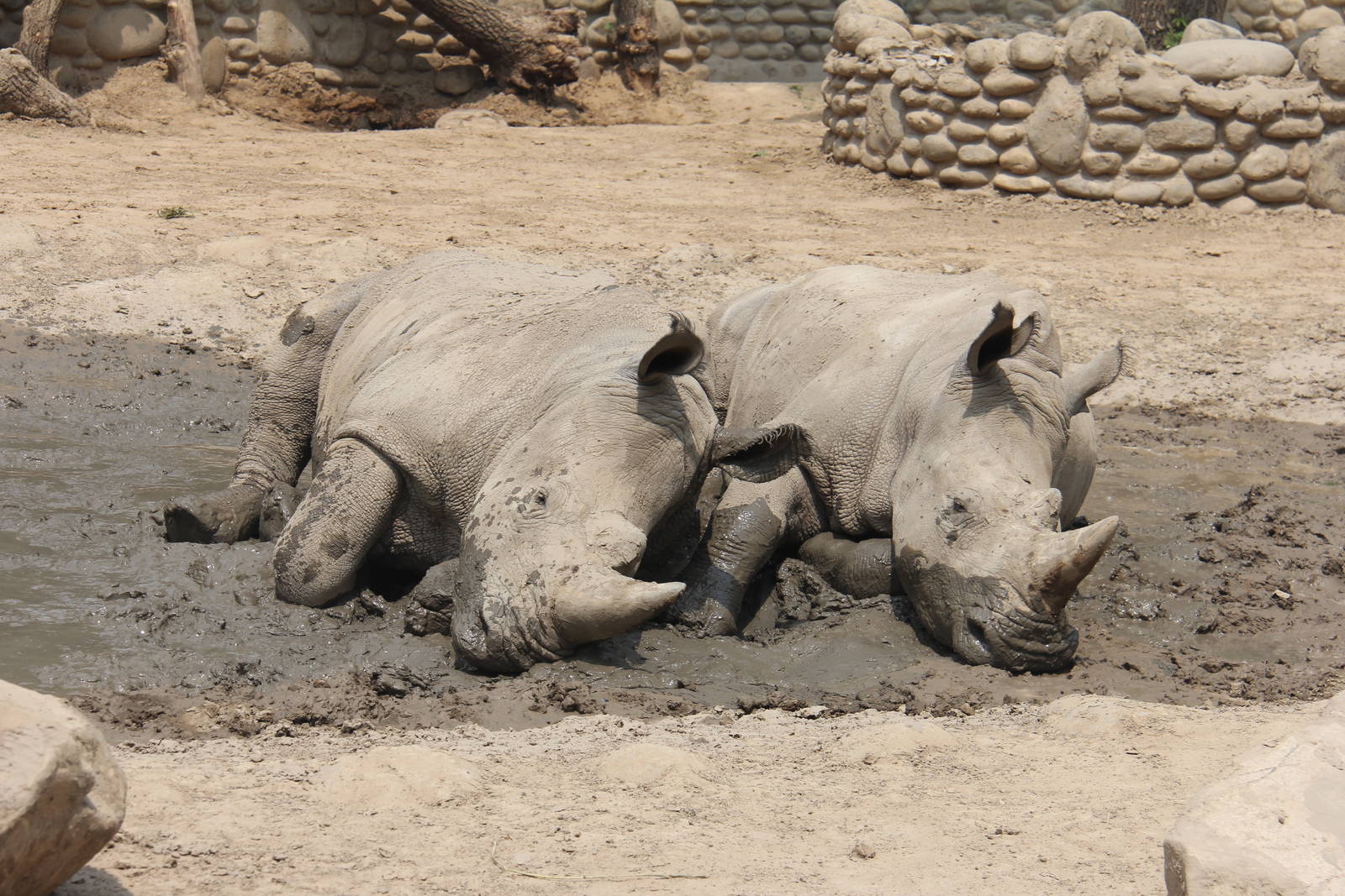 White rhinoceros