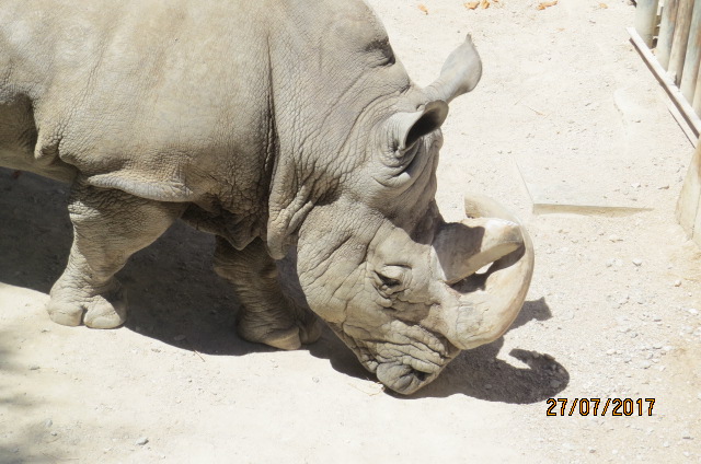 White Rhinoceros