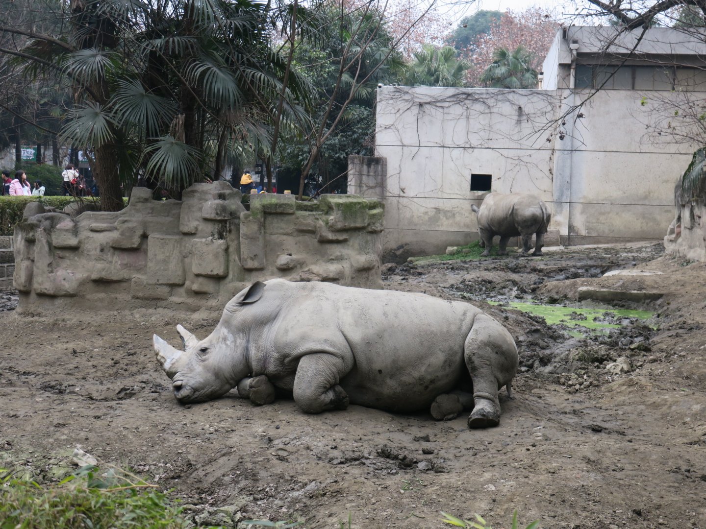 white rhinoceros