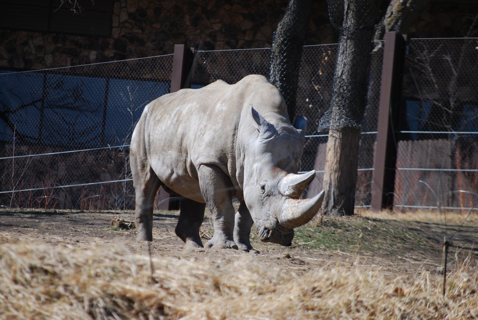 White Rhinoceros