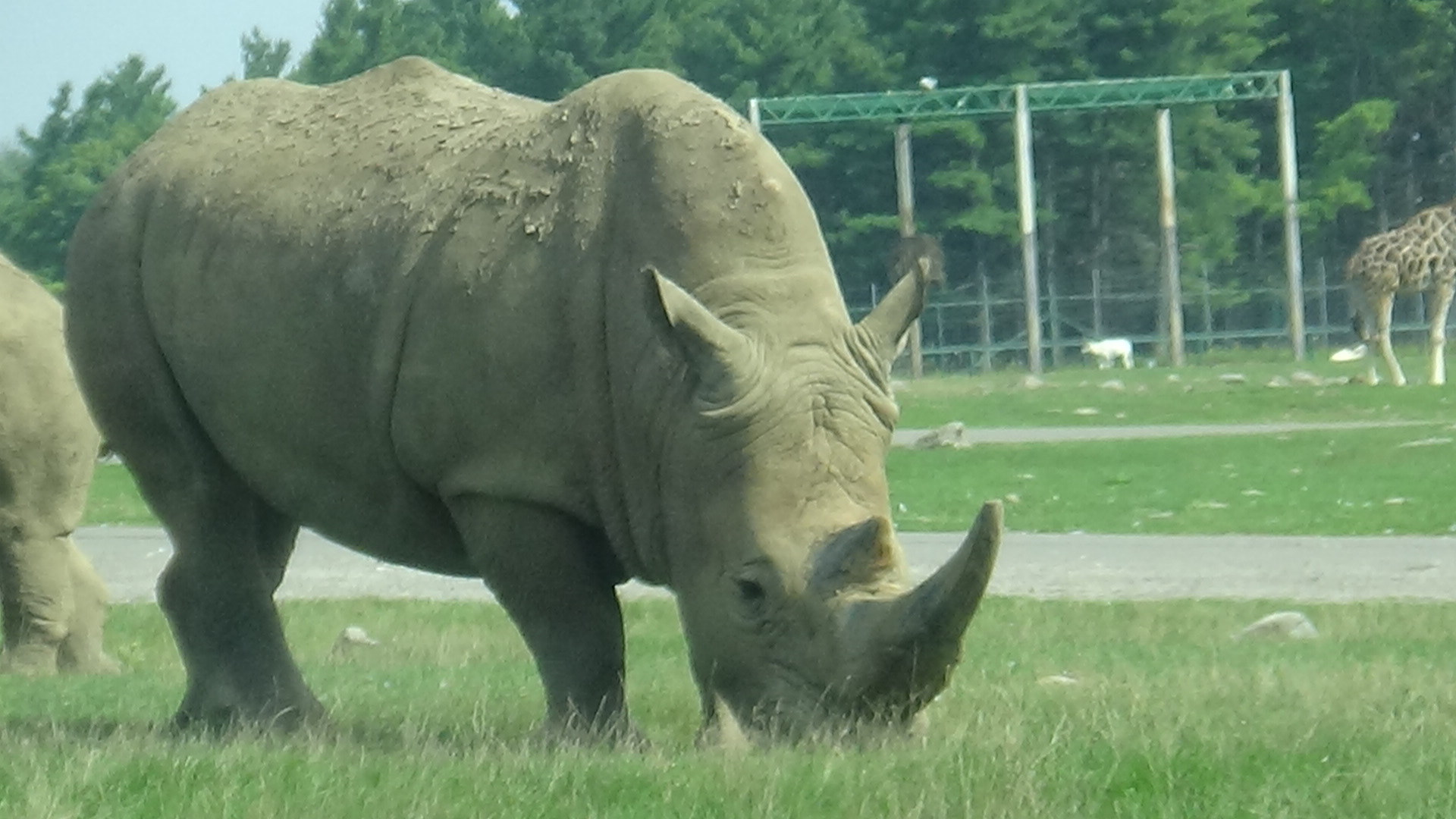 White rhinoceros