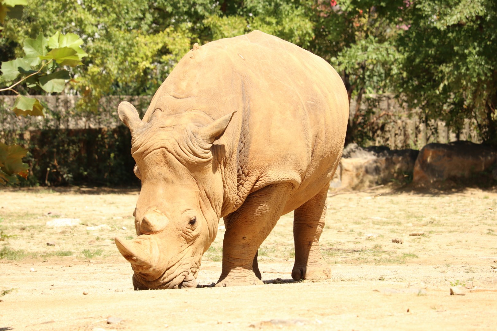 White Rhinoceros