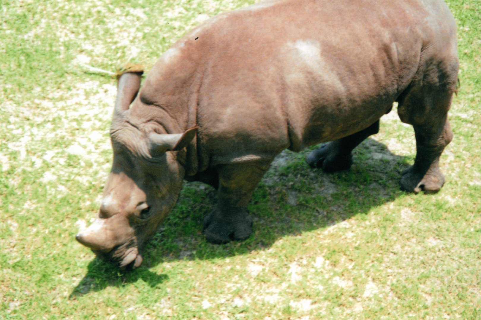 White Rhinoceros