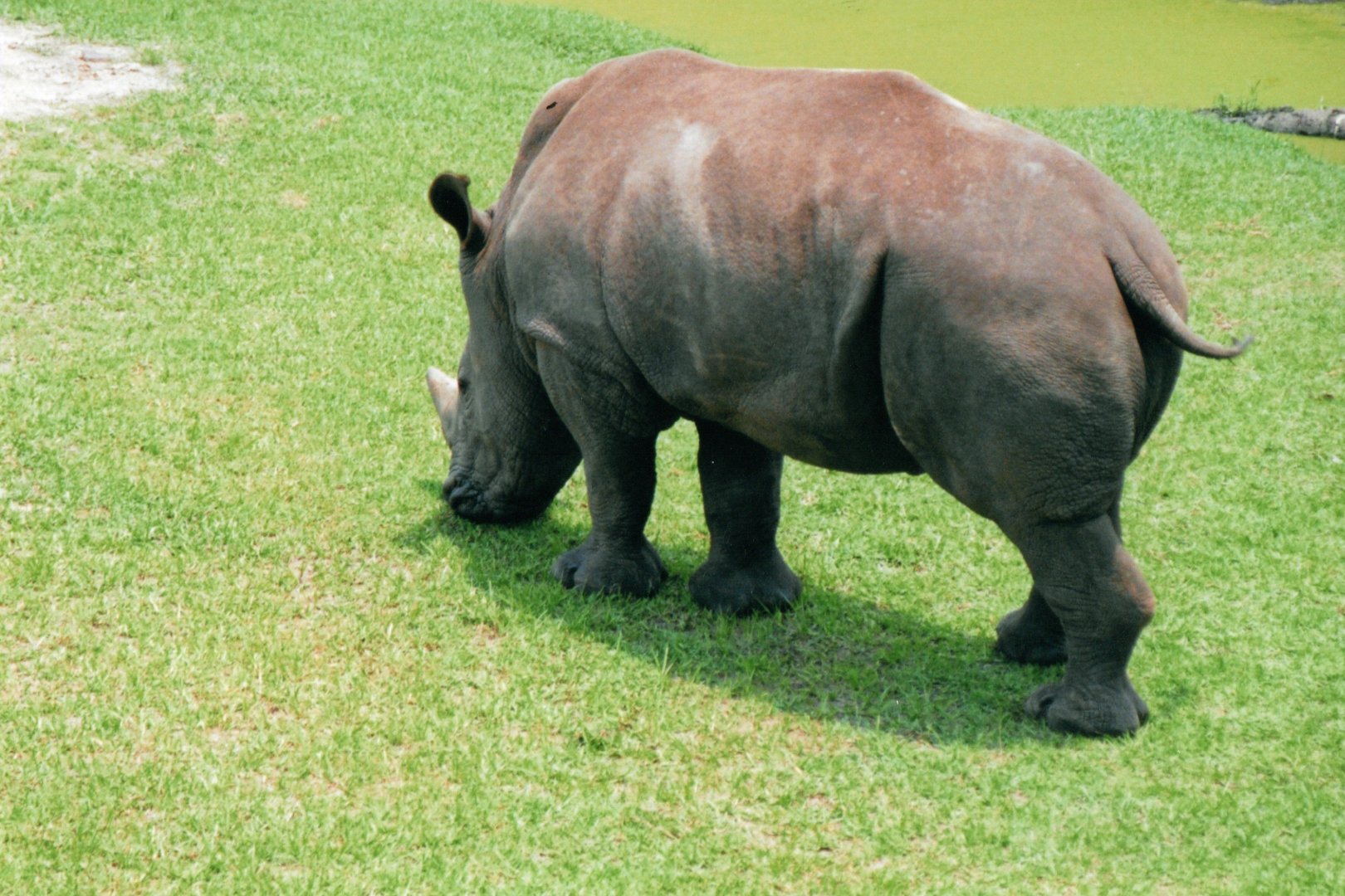 White Rhinoceros
