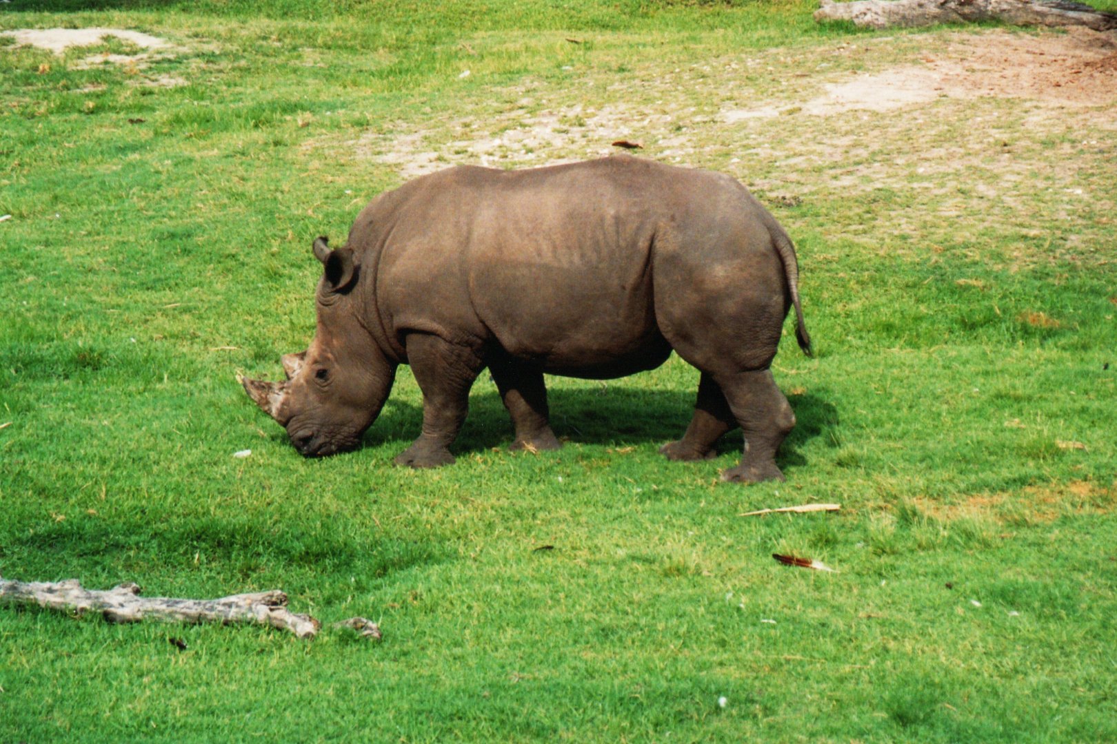 White Rhinoceros