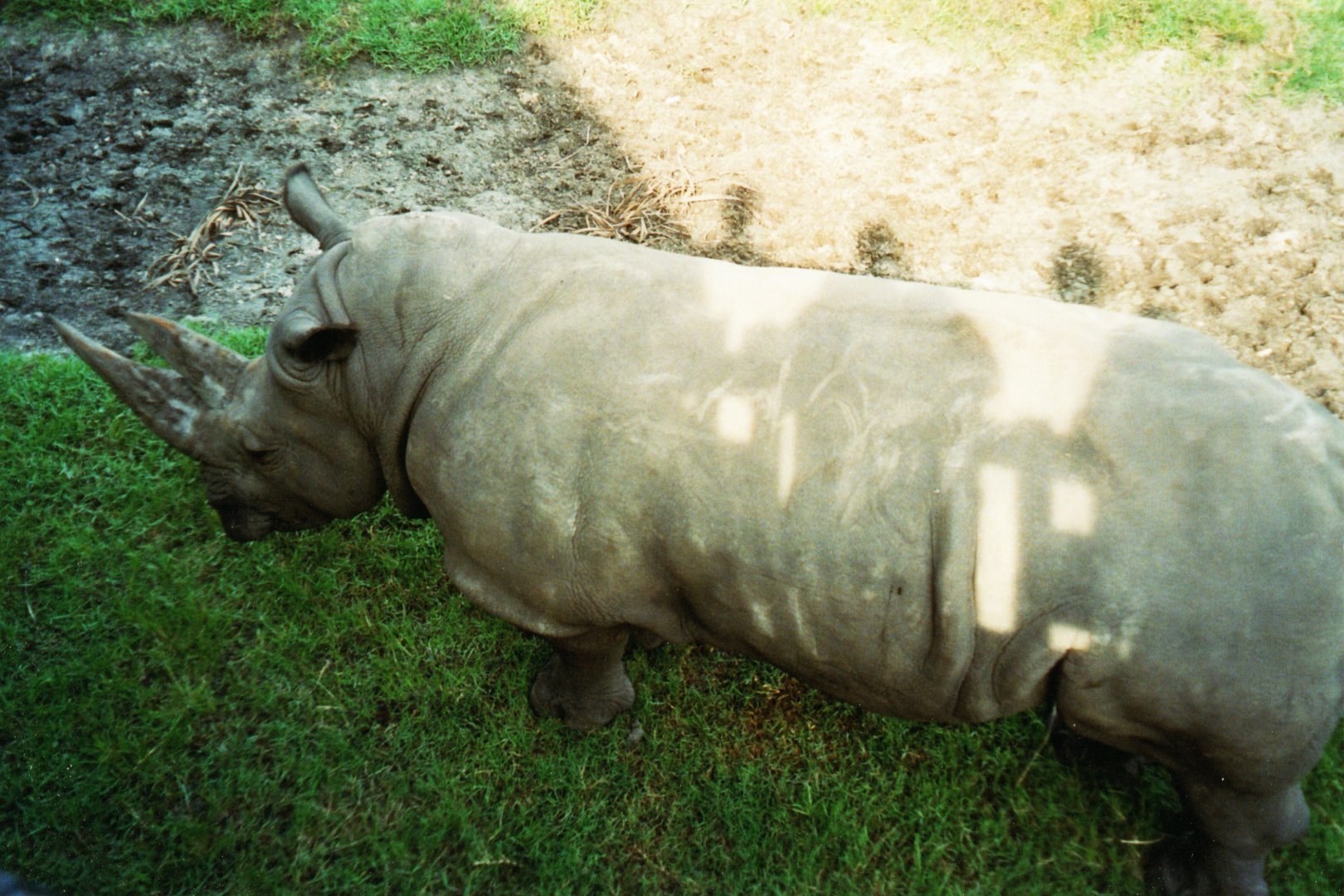 White Rhinoceros