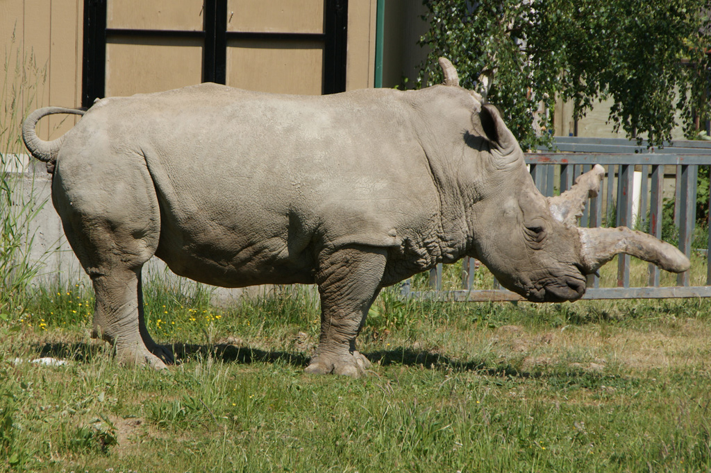white Rhinoceros