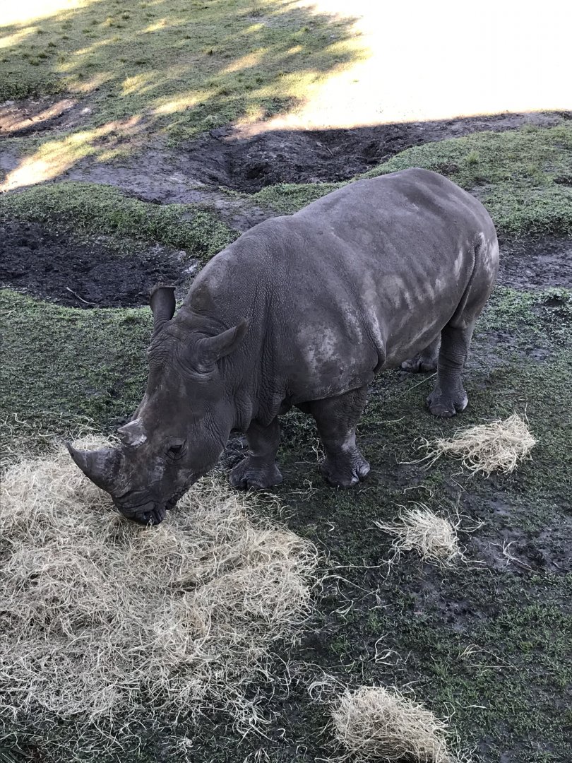 White rhinoceros