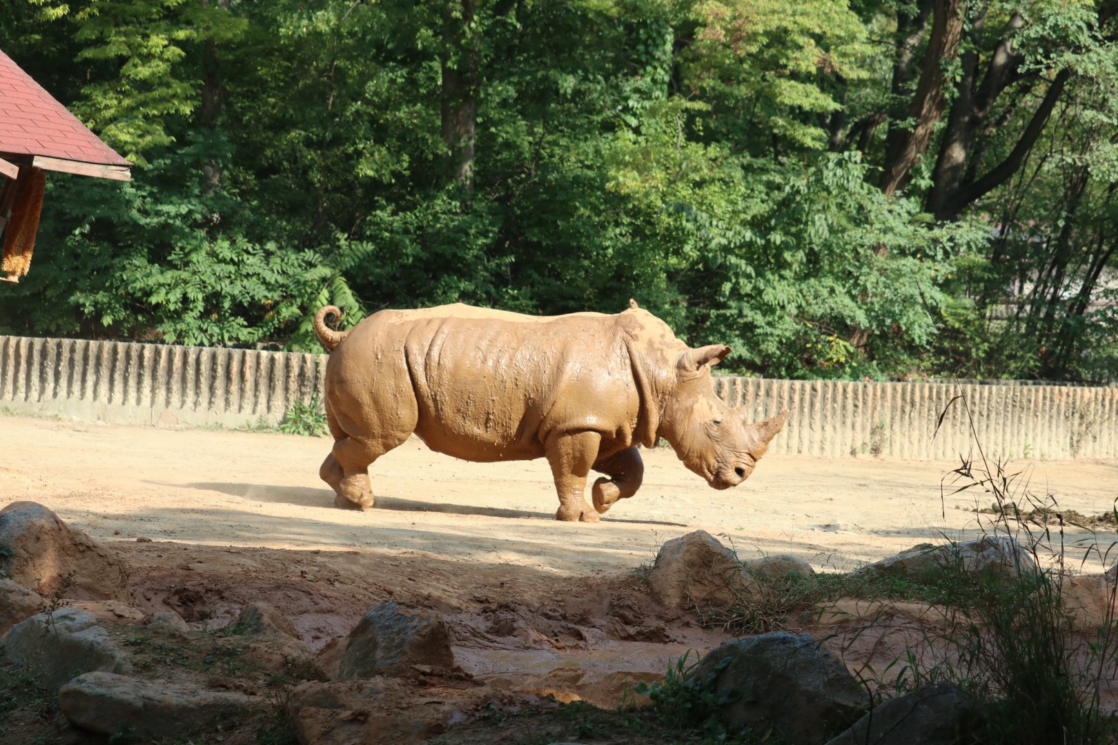 White Rhinoceros
